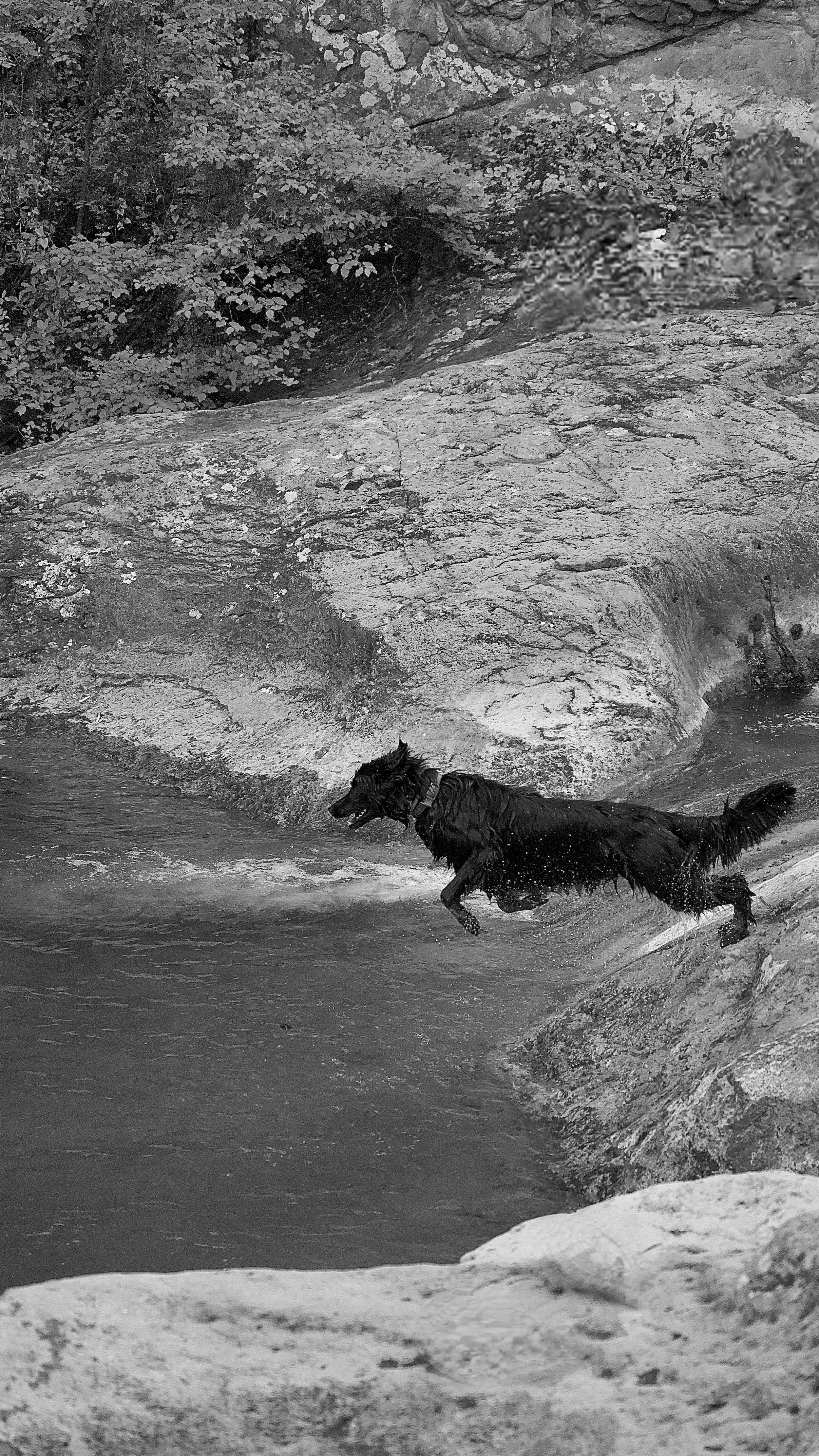Un chien noir court dans une rivière rocheuse avec des rochers et des arbres en arrière-plan.