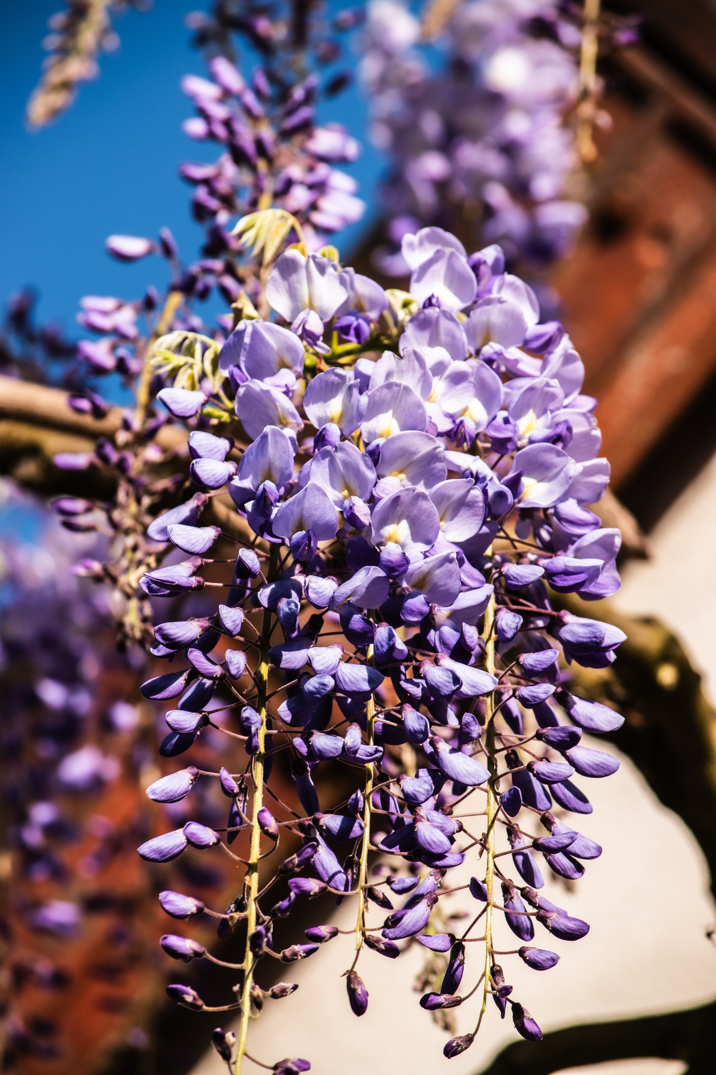 Fleurs de glycine violette en gros plan sous un ciel bleu.