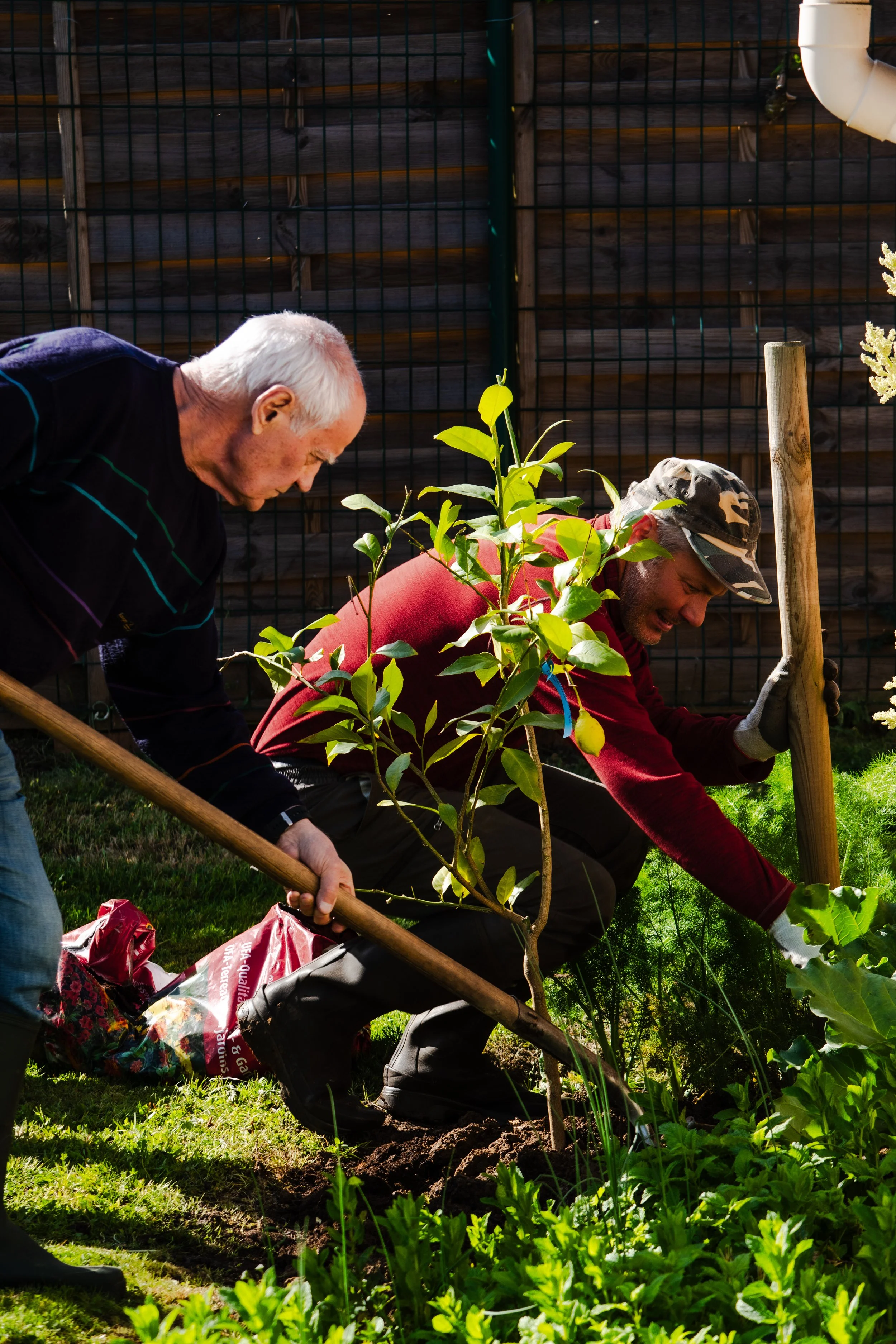 Deux hommes plantent un jeune arbre dans un jardin, avec une clôture en bois en arrière-plan, un soleil brillant et des plantes vertes autour.