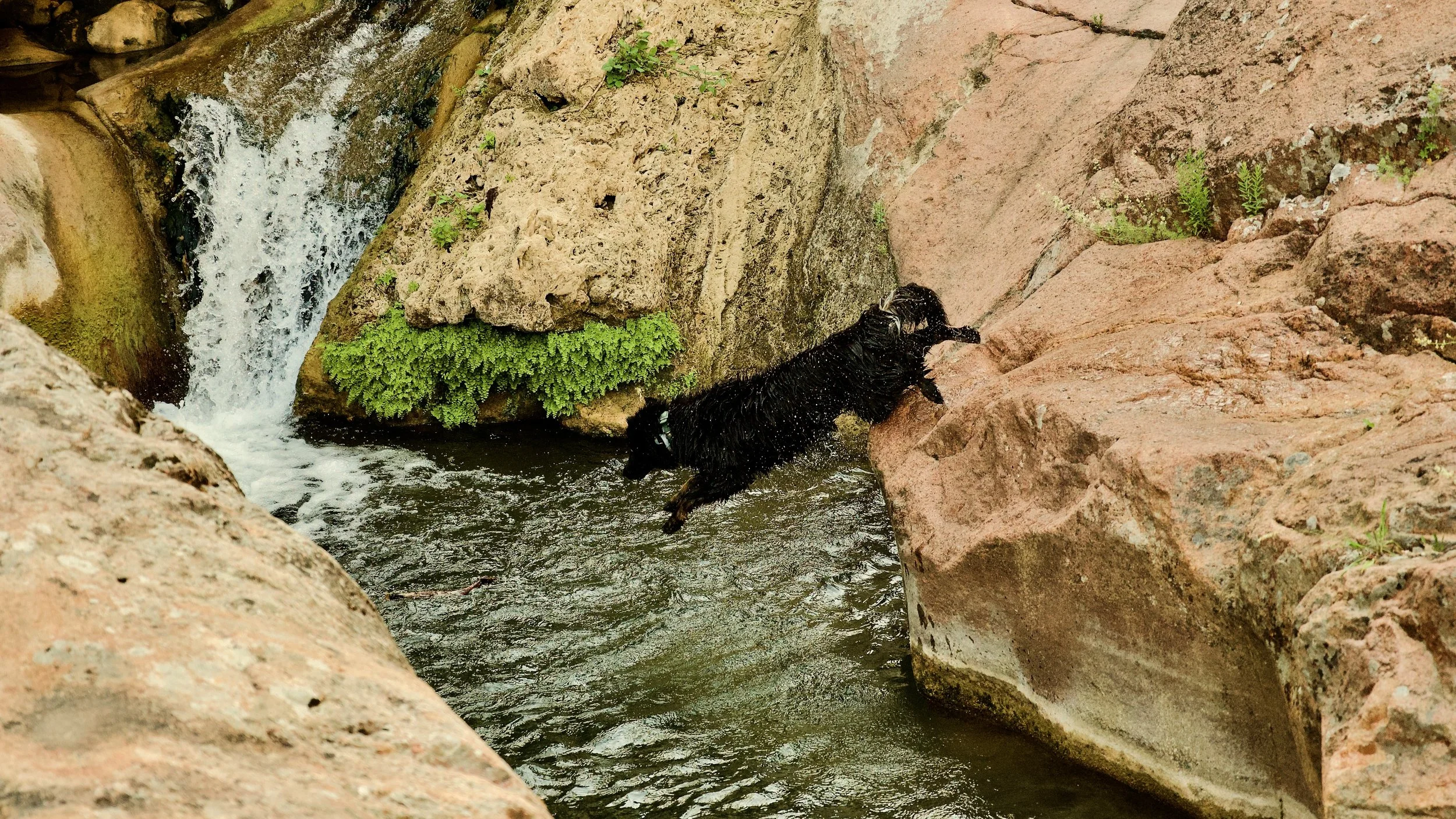 Un chien noir traverse une rivière entre des rochers avec une petite cascade en arrière-plan.
