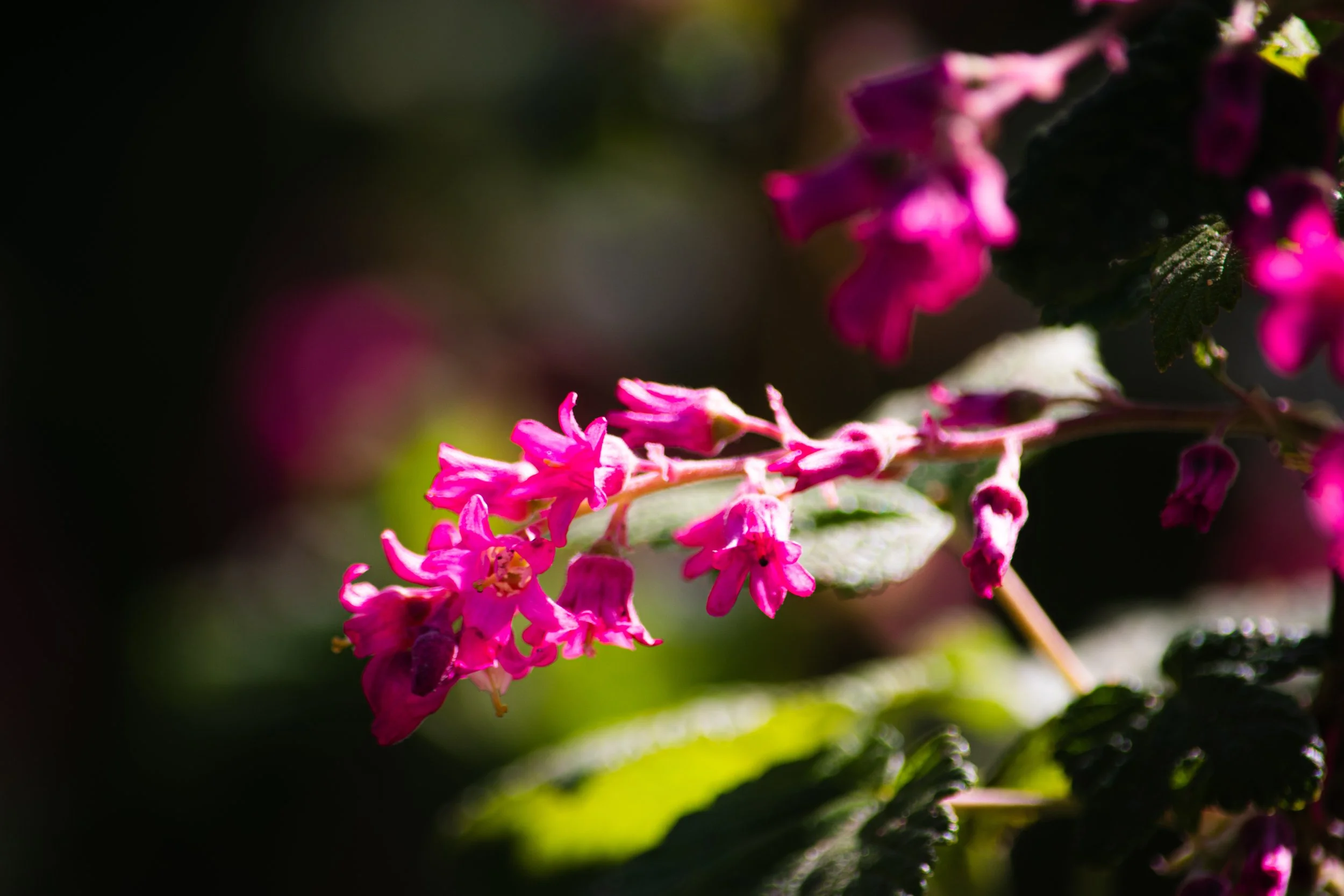 Fleurs roses en gros plan avec un fond sombre et flou.