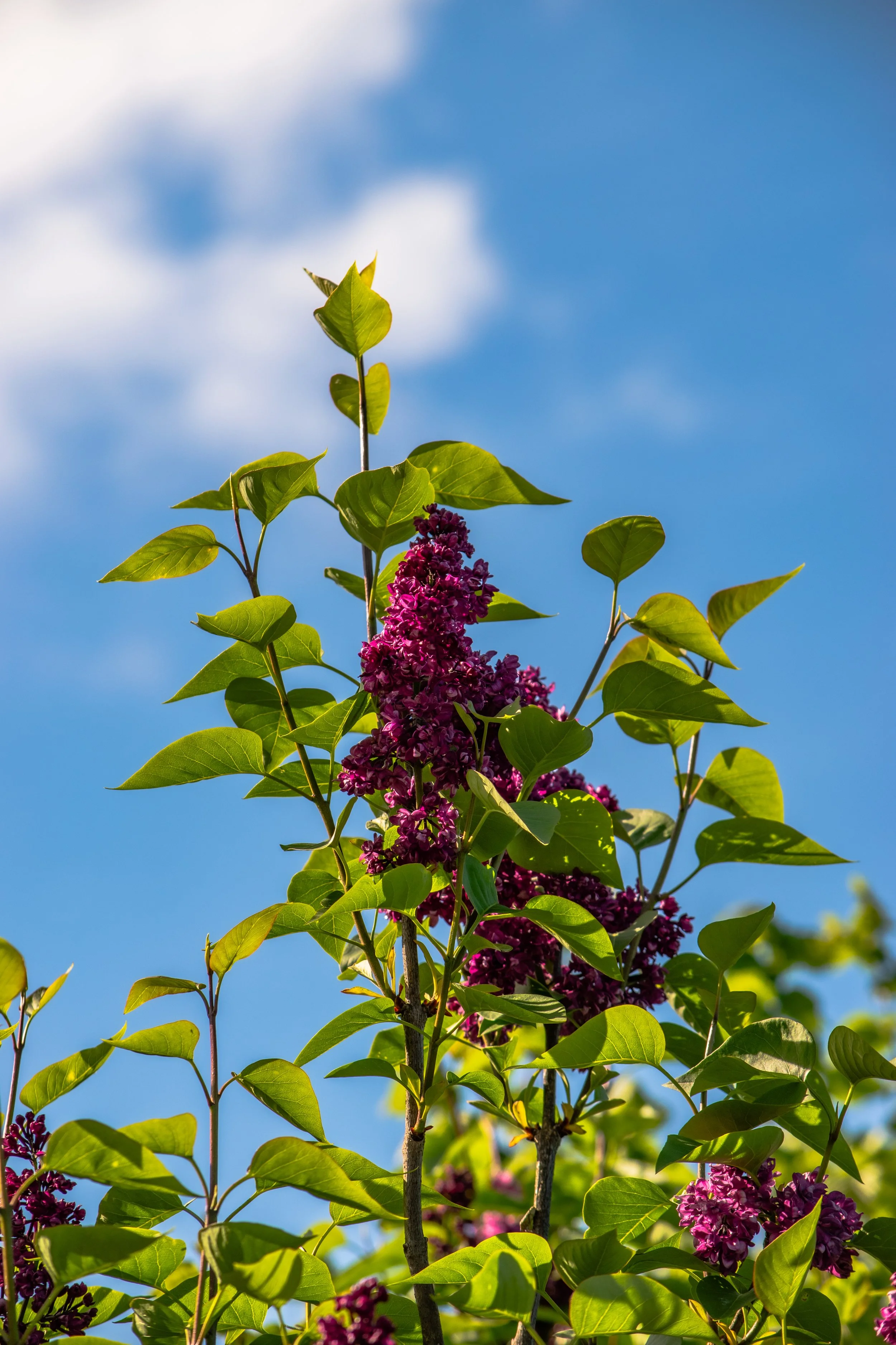 Une branche d'arbre avec des feuilles vertes et des fleurs violettes, contre un ciel bleu avec quelques nuages.