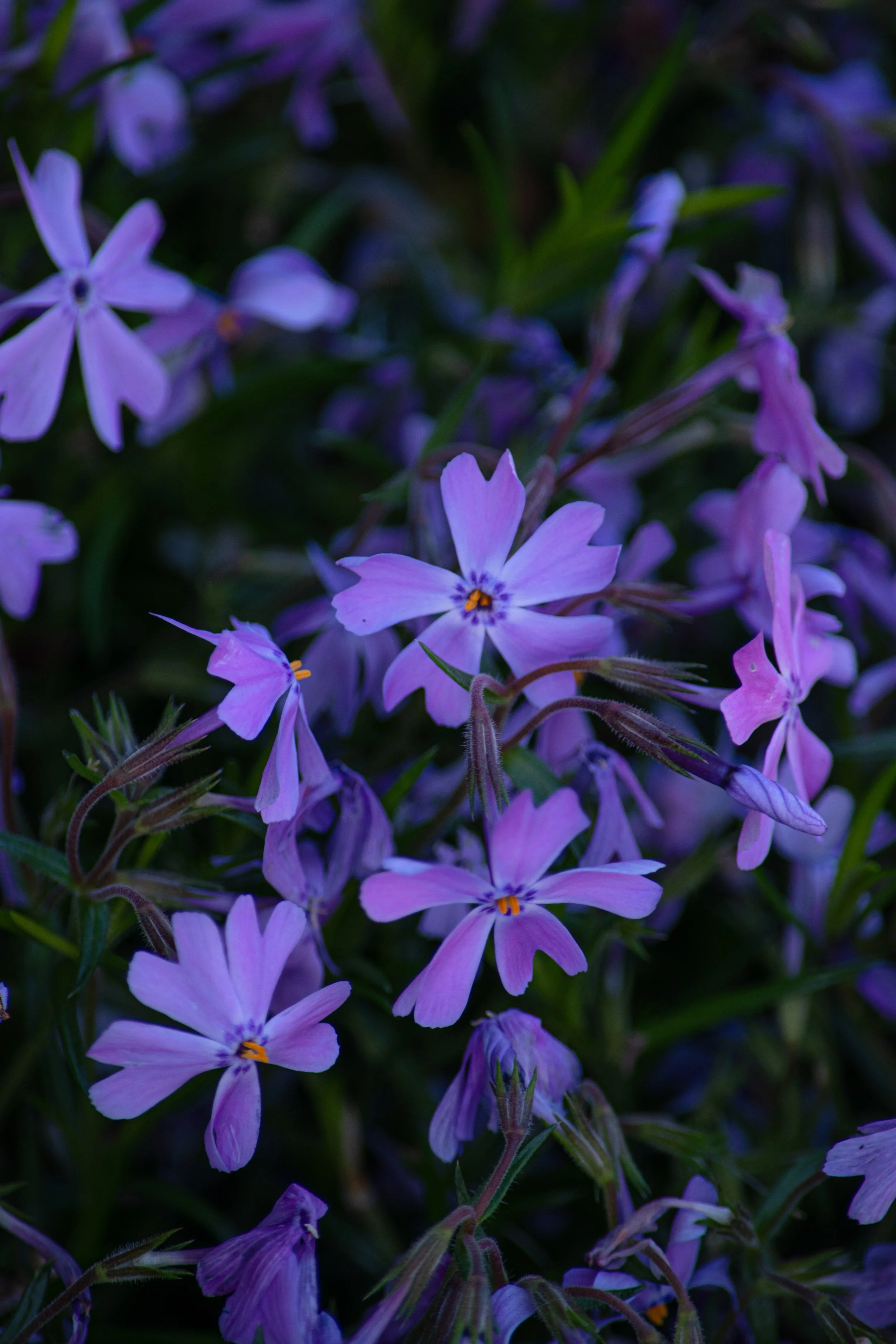 Un groupe de petites fleurs violettes avec des étamines jaunes, entourées de feuilles vertes