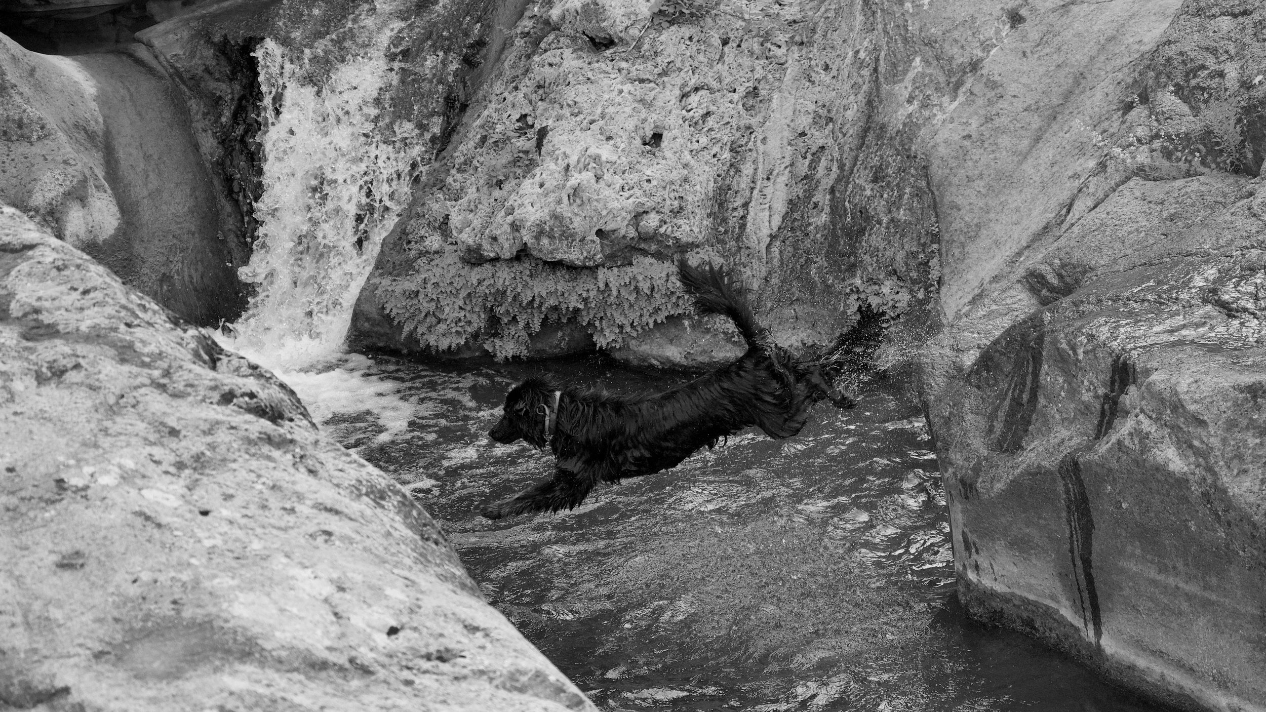 Un chien noir nage dans une rivière entourée de rochers.
