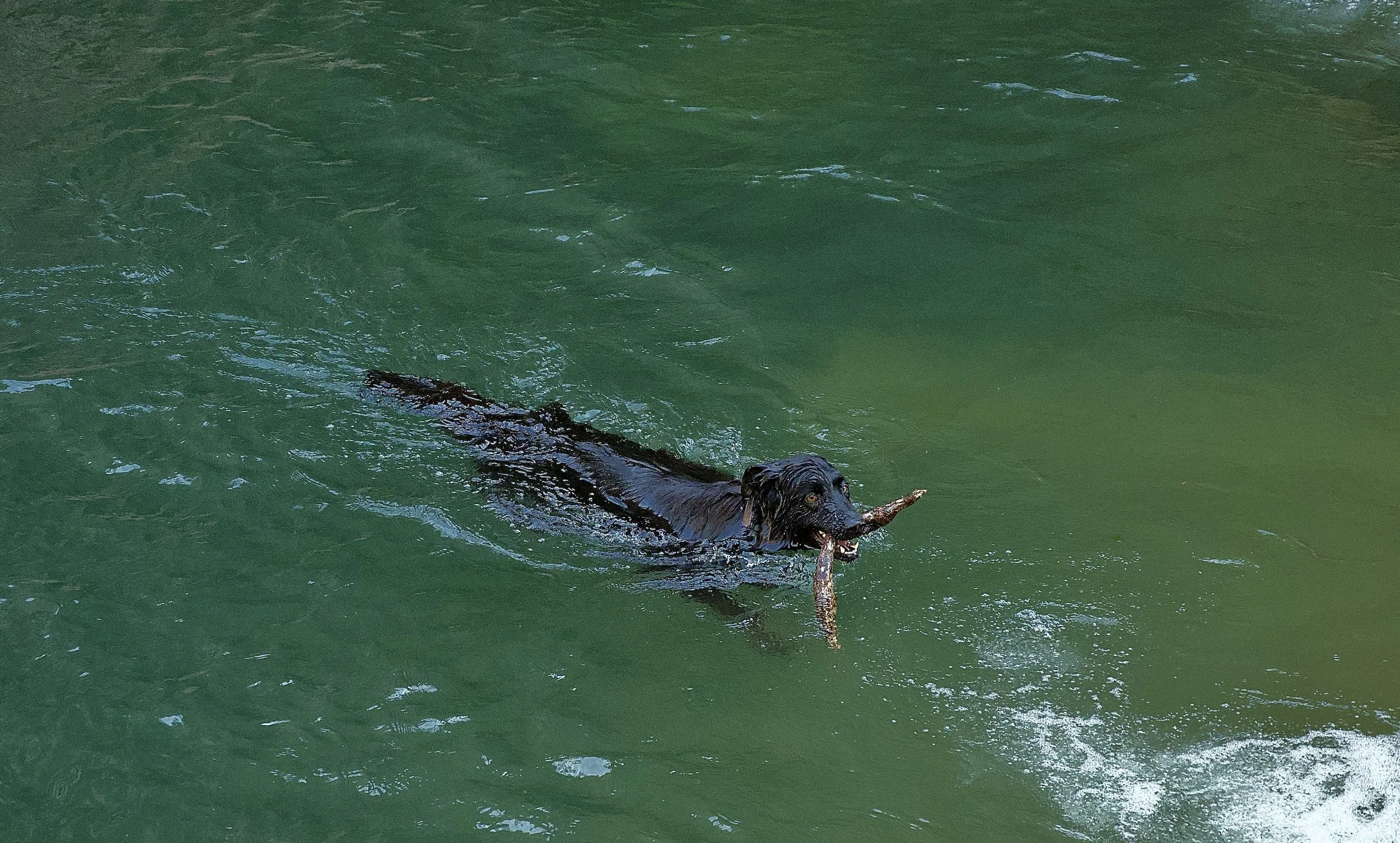 Un chien noir nage dans une eau verte, tenant un bâton dans la bouche.