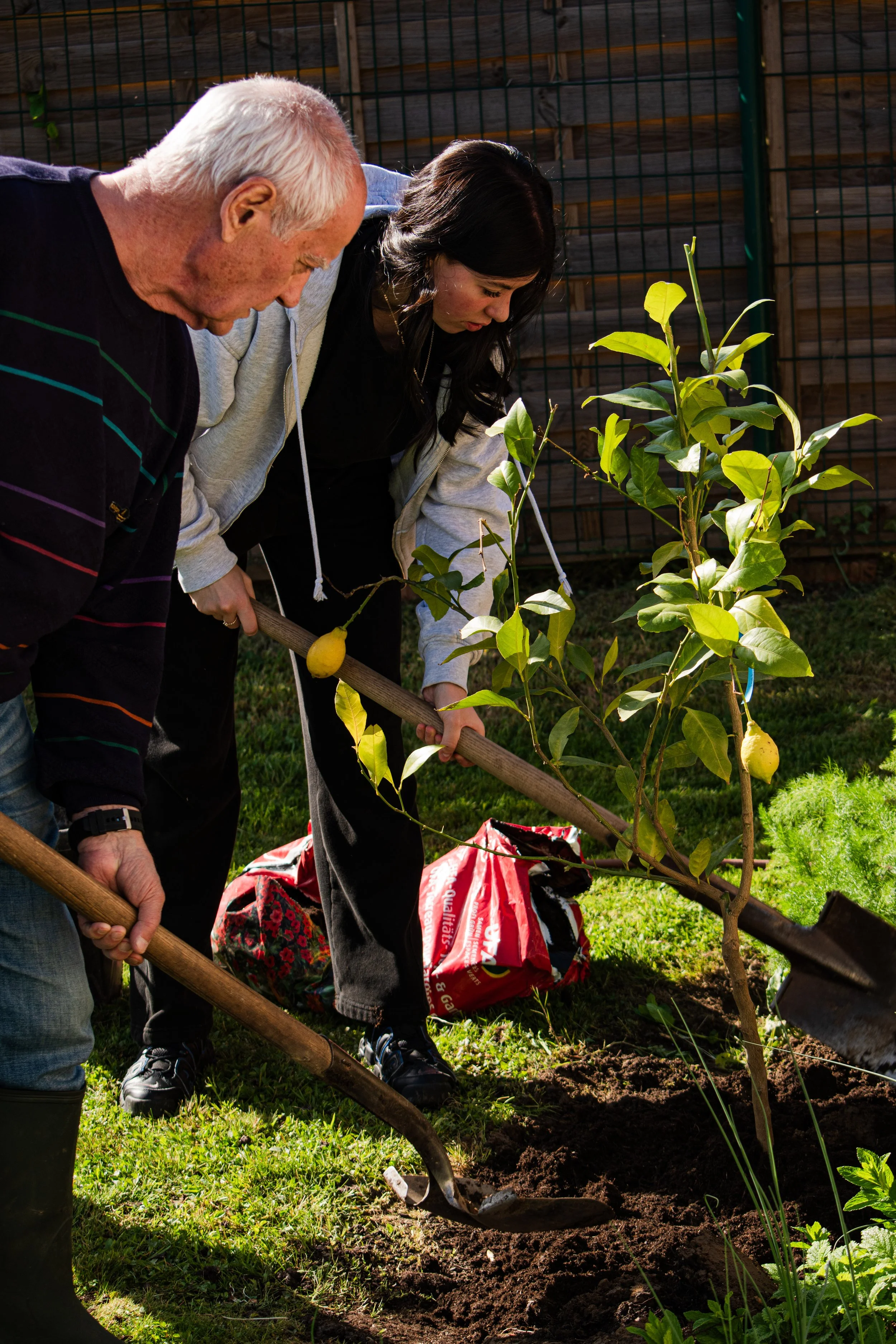 Deux personnes plantent un arbre dans un jardin, avec une clôture en bois en arrière-plan.