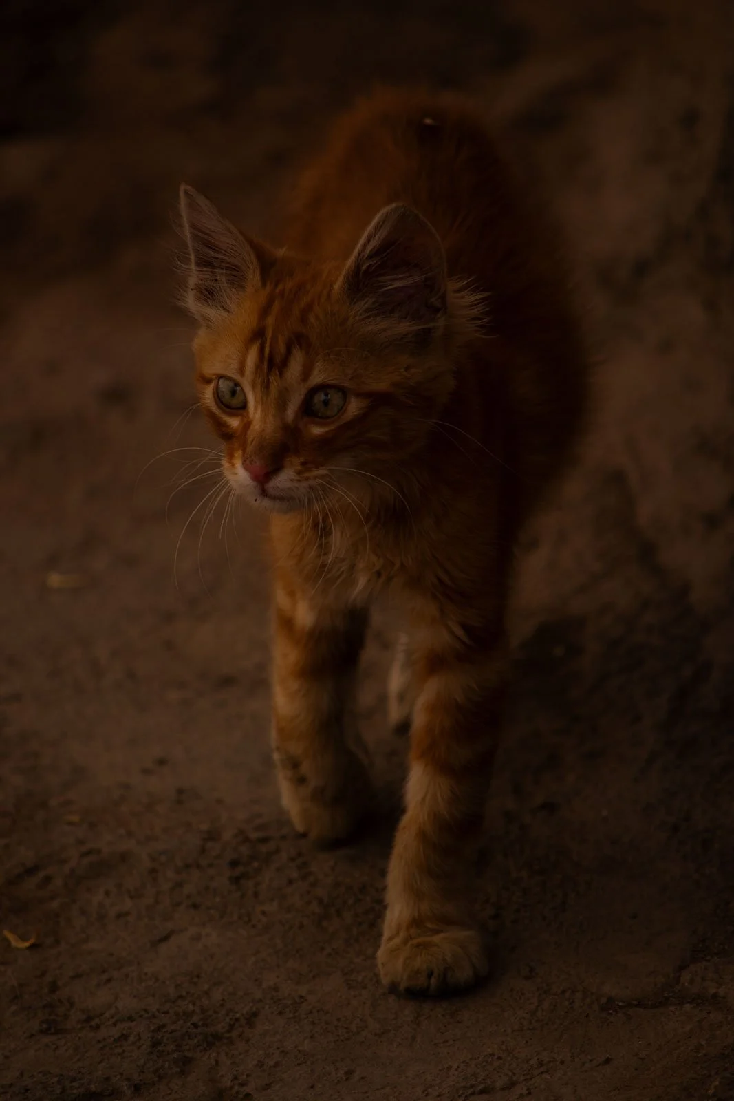 site internet-231.jpg