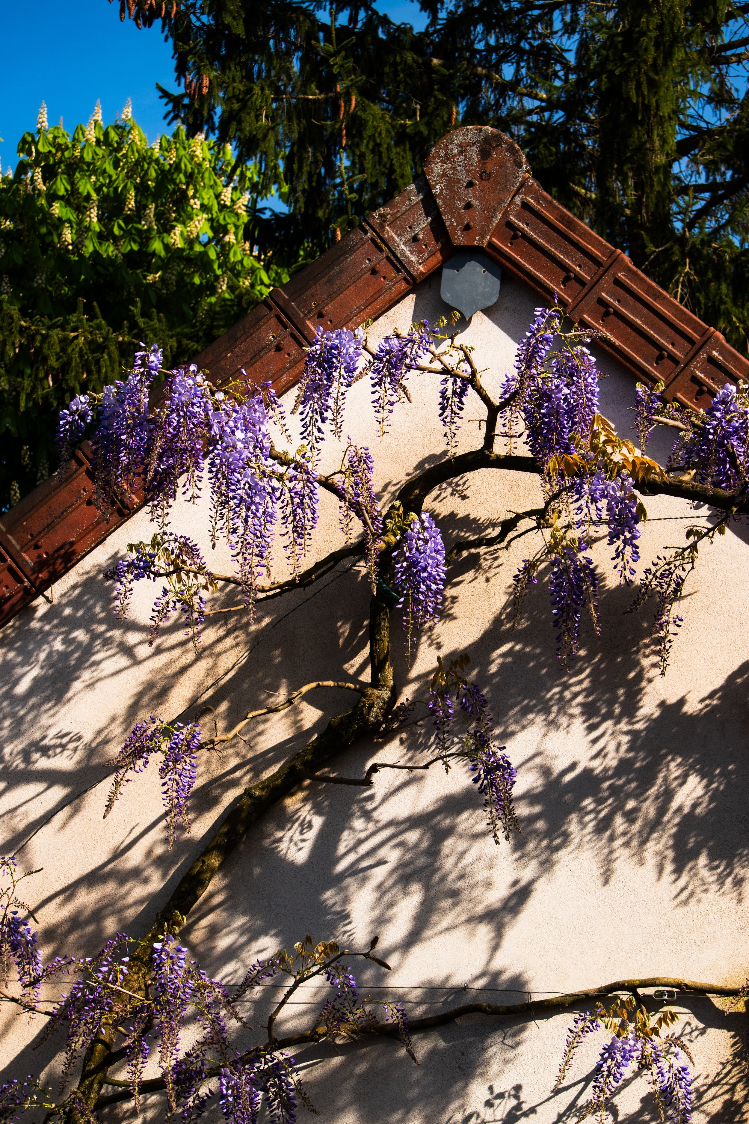 Vigne de glycines violettes en fleurs grimpant sur un mur blanc avec un toit en tuiles en ardoise, ensoleillé avec des ombres.