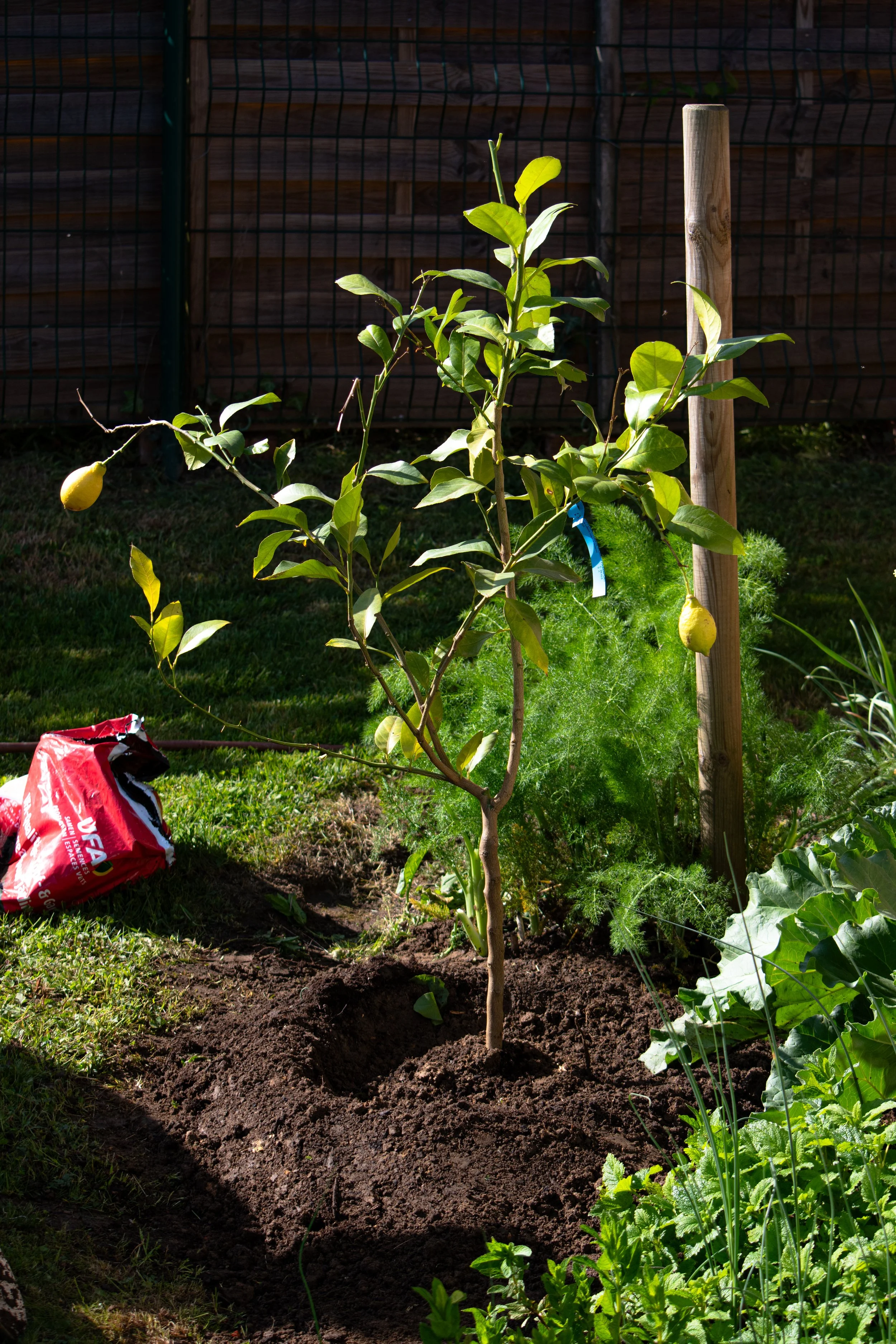 Jeune arbre planté dans un jardin avec un sol fraîchement creusé autour, entouré de diverses plantes vertes, avec un treillis en bois et une clôture en métal en arrière-plan.