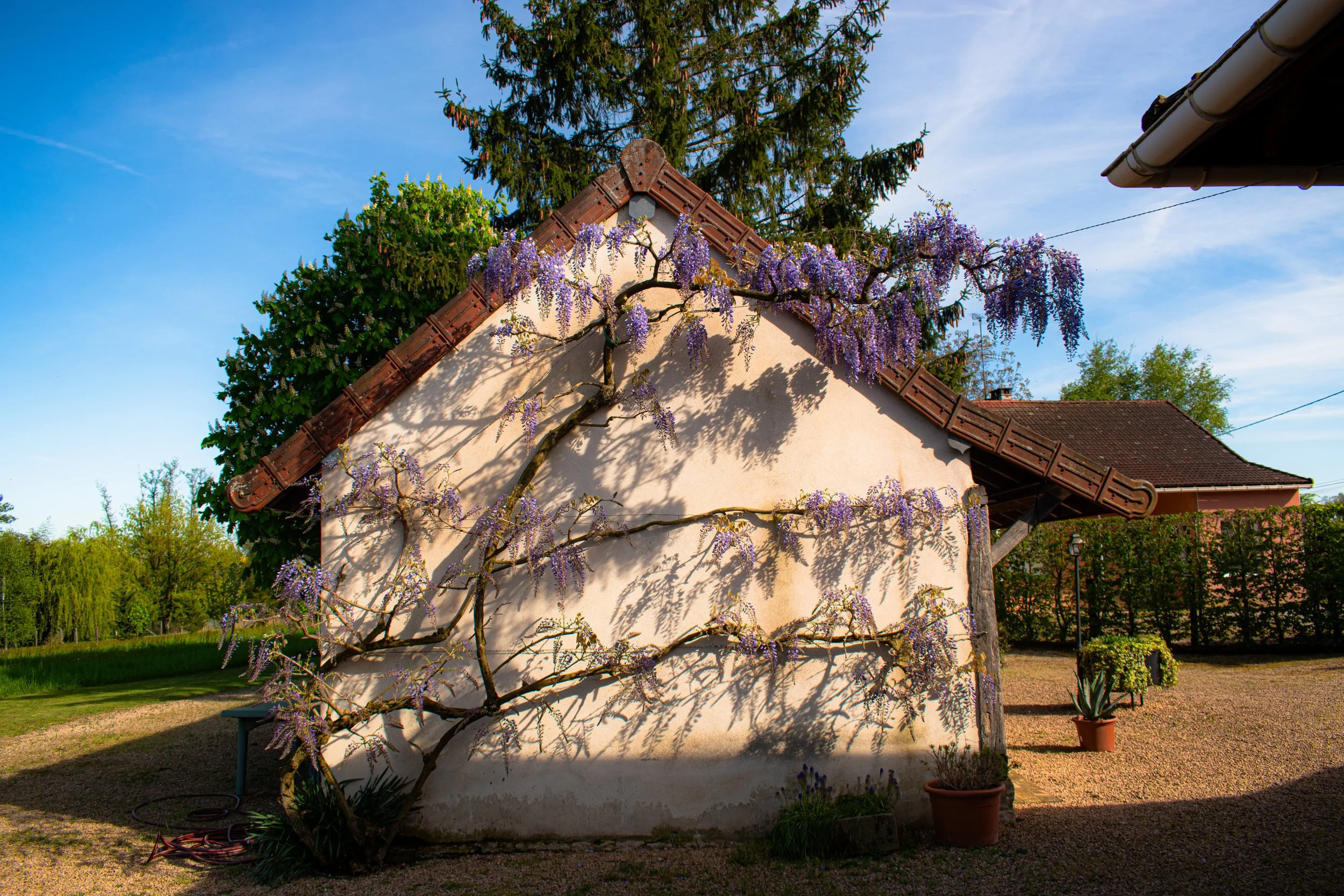 Une maison avec un toit en tuiles rouges, décorée avec une plante grimpante aux fleurs violettes dans le style glycine, sous un ciel bleu clair.