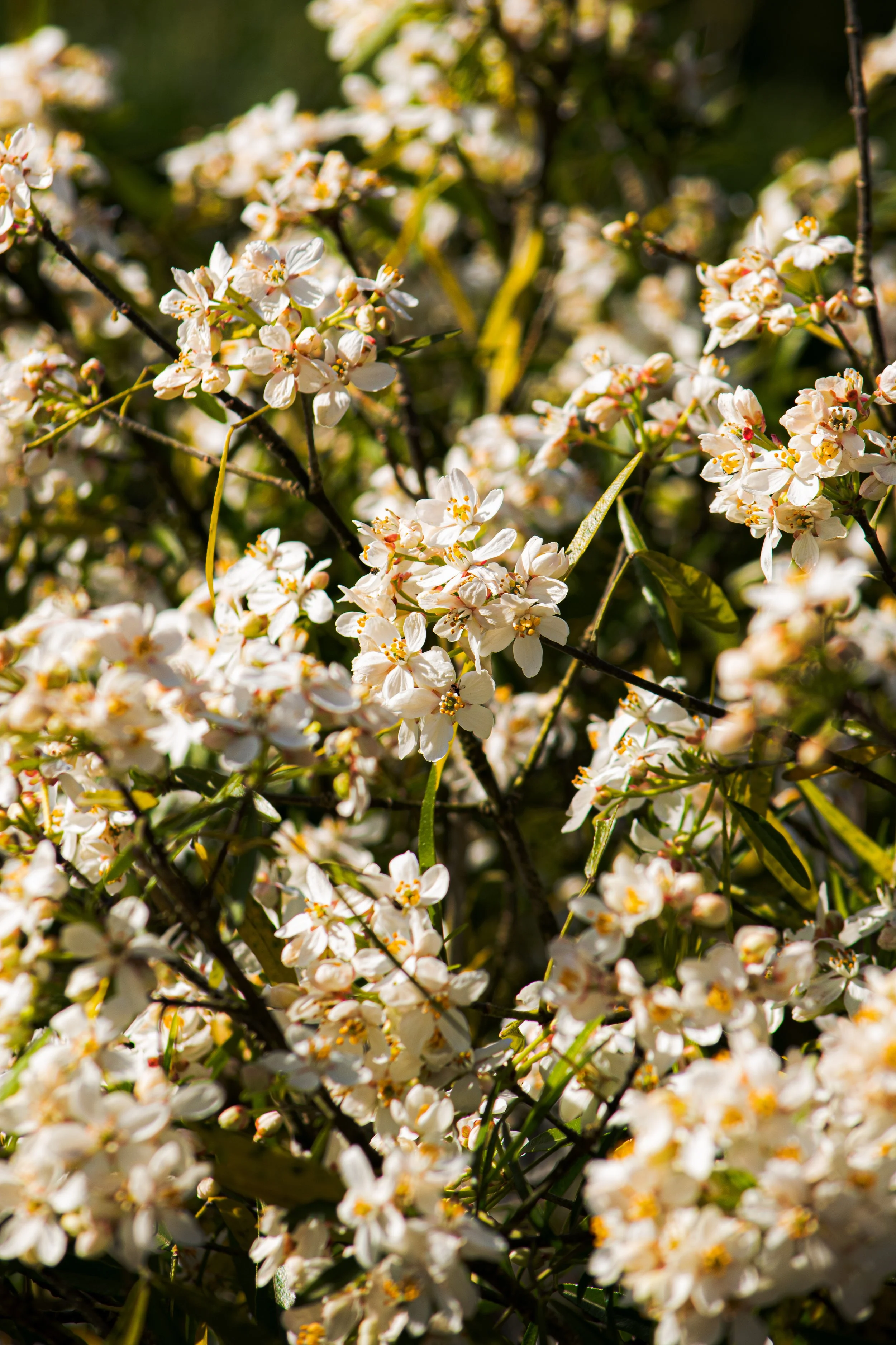 Fleurs blanches en pleine floraison sur un arbre, avec des feuilles vertes en arrière-plan.