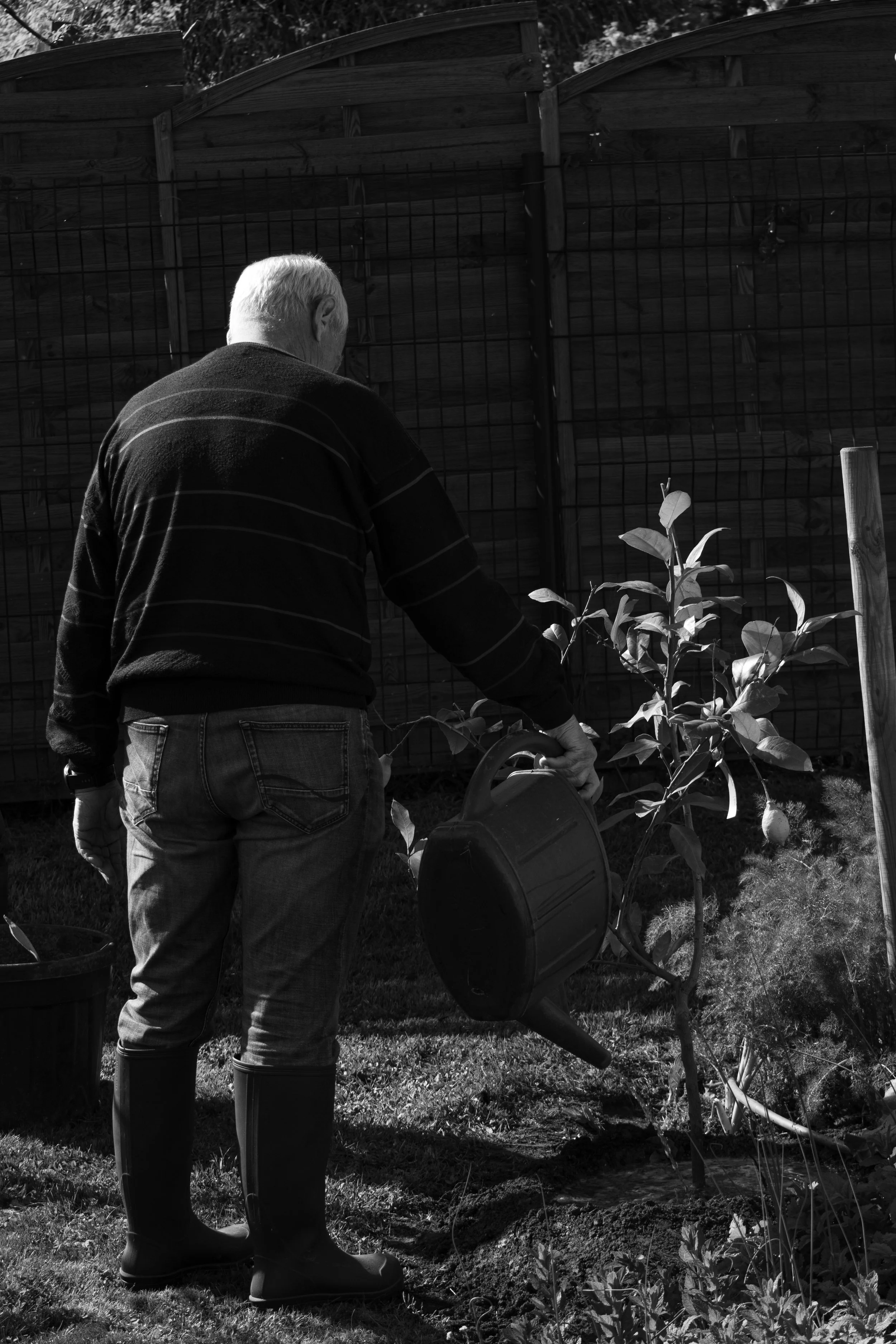 Un homme âgé avec des bottes en caoutchouc, portant un pull noir à rayures blanches, utilise un tuyau d'arrosage pour arroser ses plantes dans un jardin. Fond en bois et clôture en métal.