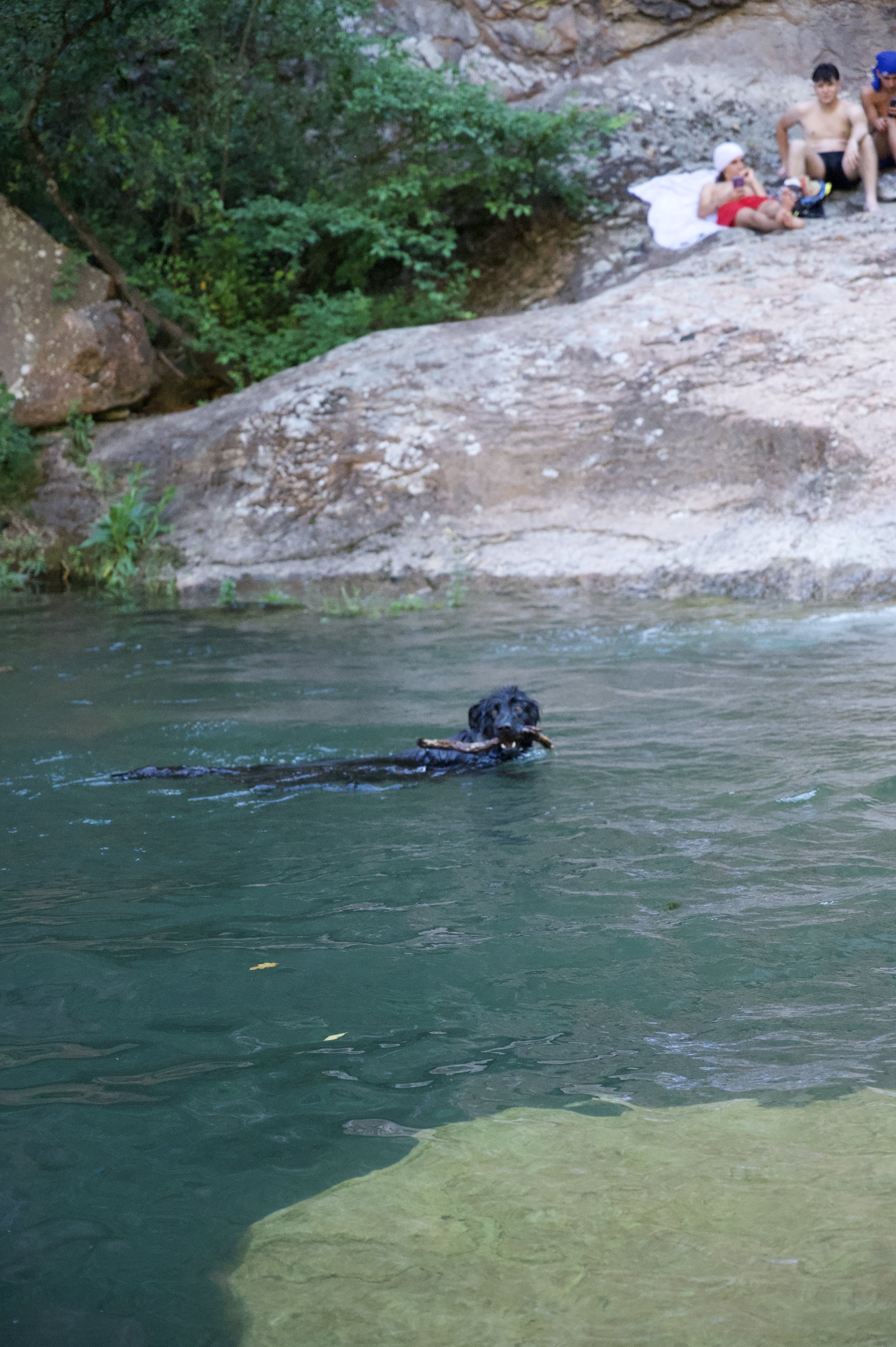 Un chien noir nage dans une rivière avec un bâton en bouche, au premier plan, et des personnes assises sur une roche près de la rive en arrière-plan.