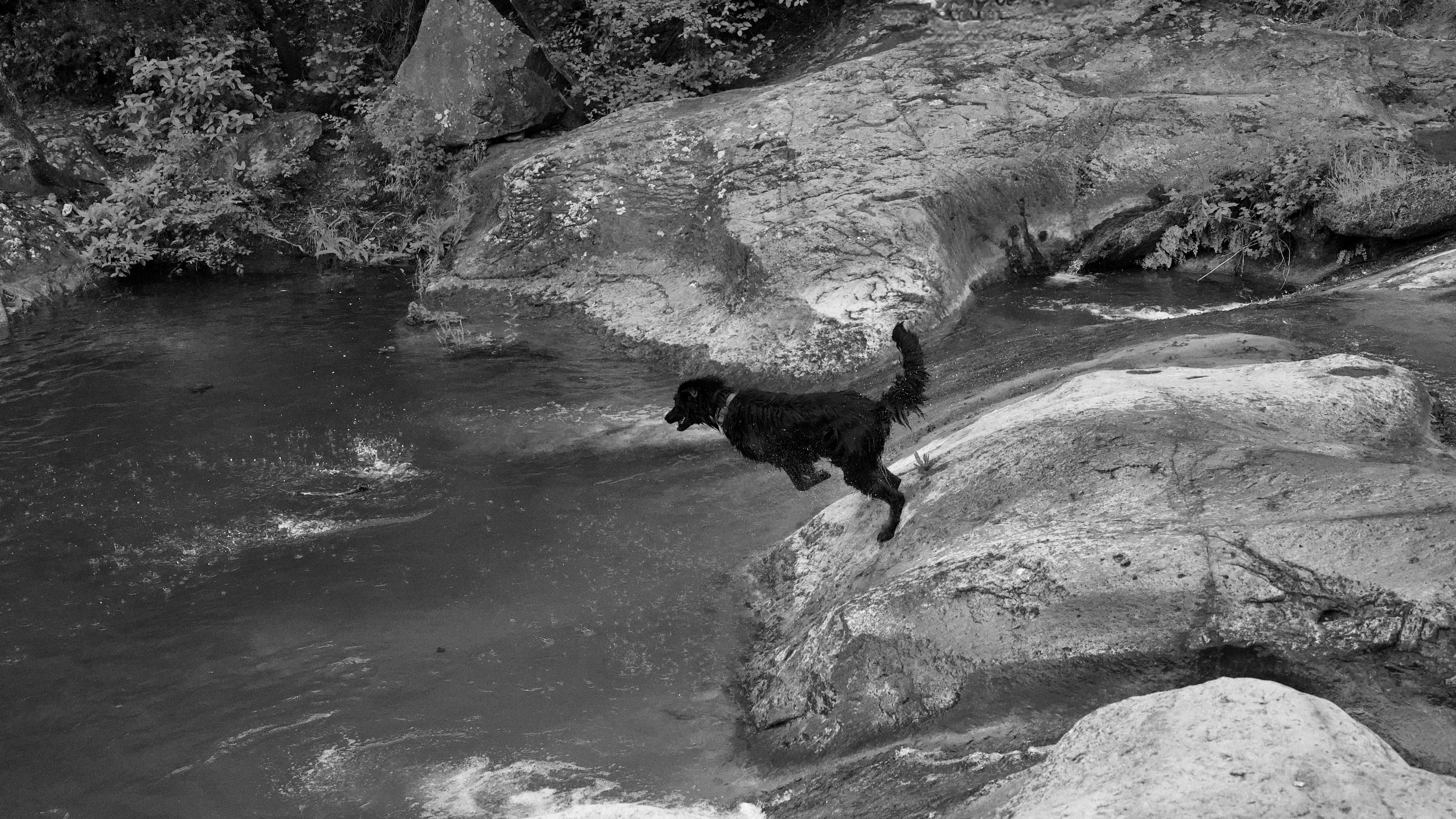 Un chien noir court sur des rochers au bord d'une rivière en forêt.