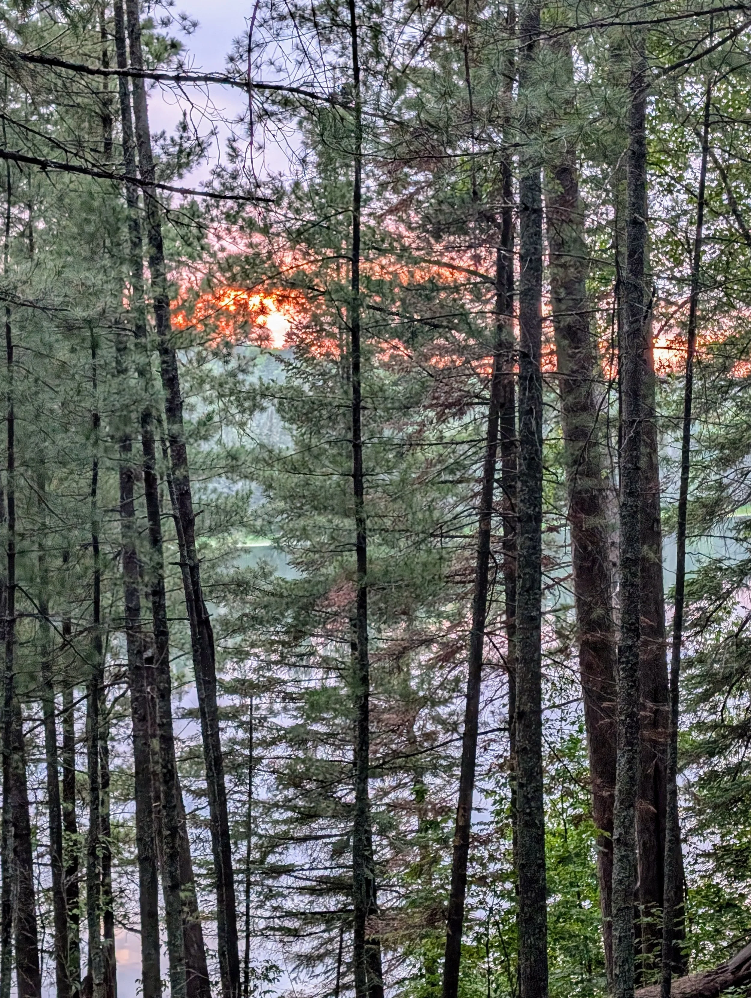 a photo of the sunrise through pine trees