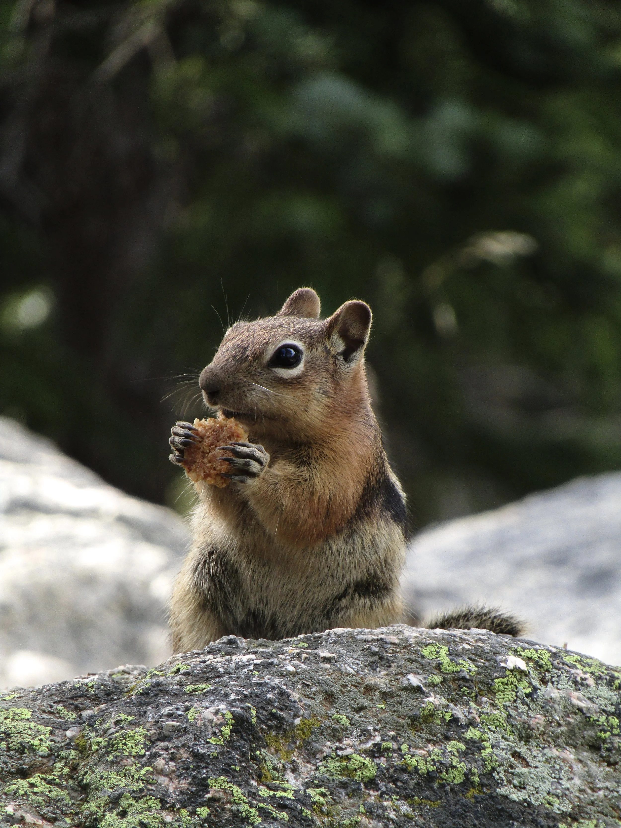 A squirrel sitting on a rock, holding a nut in its paws, with a blurred green forest background.