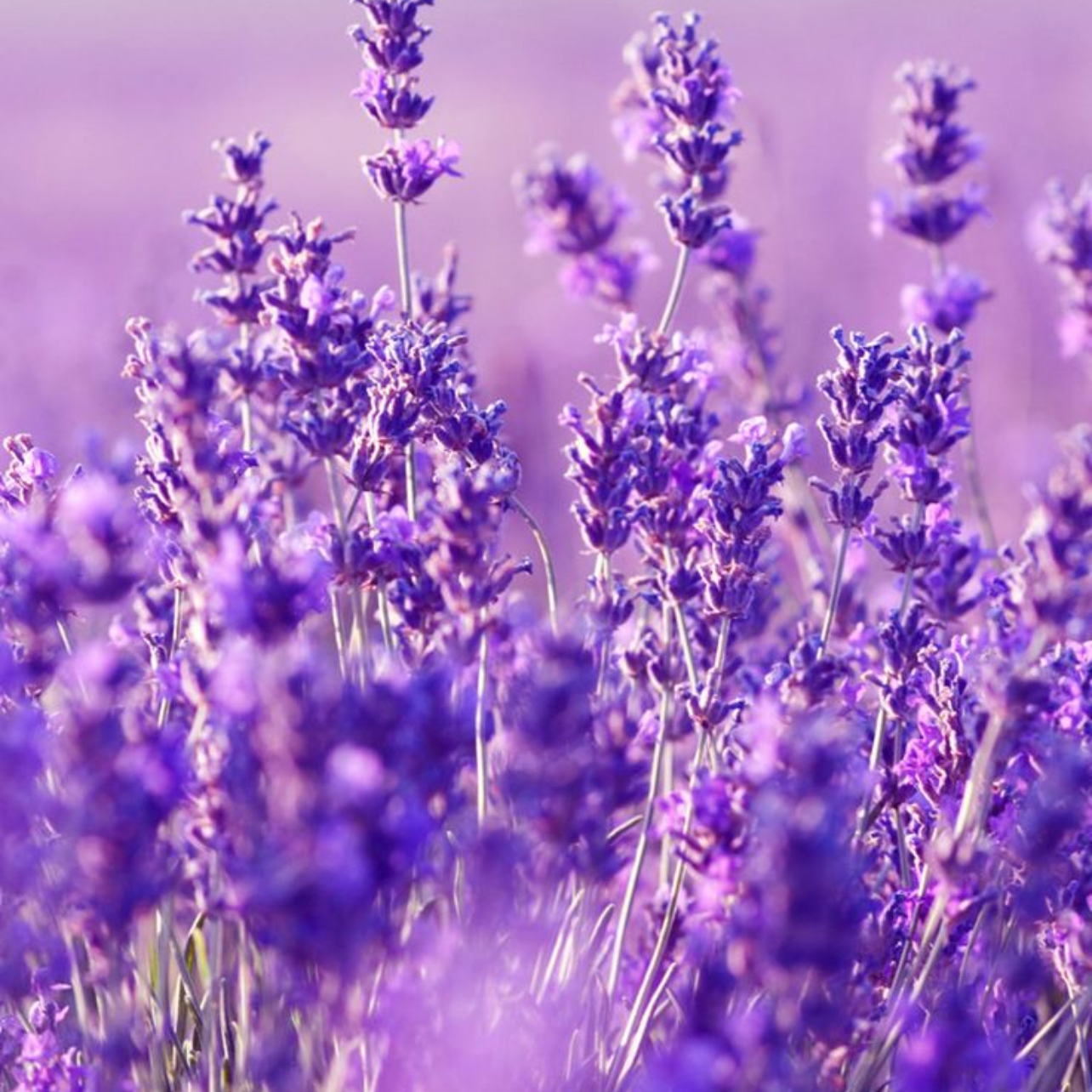 COMING SOON......Lavender Wreath Making - Learn to create your own wreath with an immersive and mindful workshop