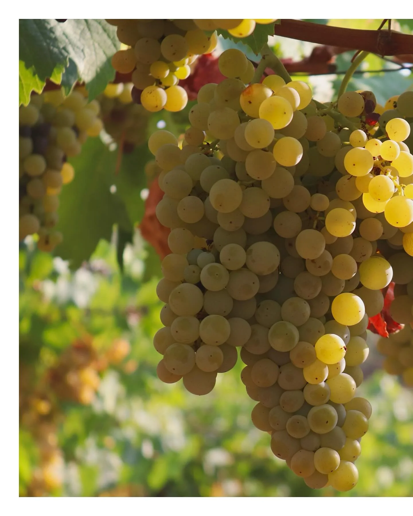 Scenes from a vineyard visit in Frascati, just outside Rome.
Fresh grapes and quiet countryside &mdash; a slower pace and a different side of central Italy.

📍 Frascati, Italy
#Frascati #WineCountry #TravelPhotography #DocumentingCulture #GrapeHarve