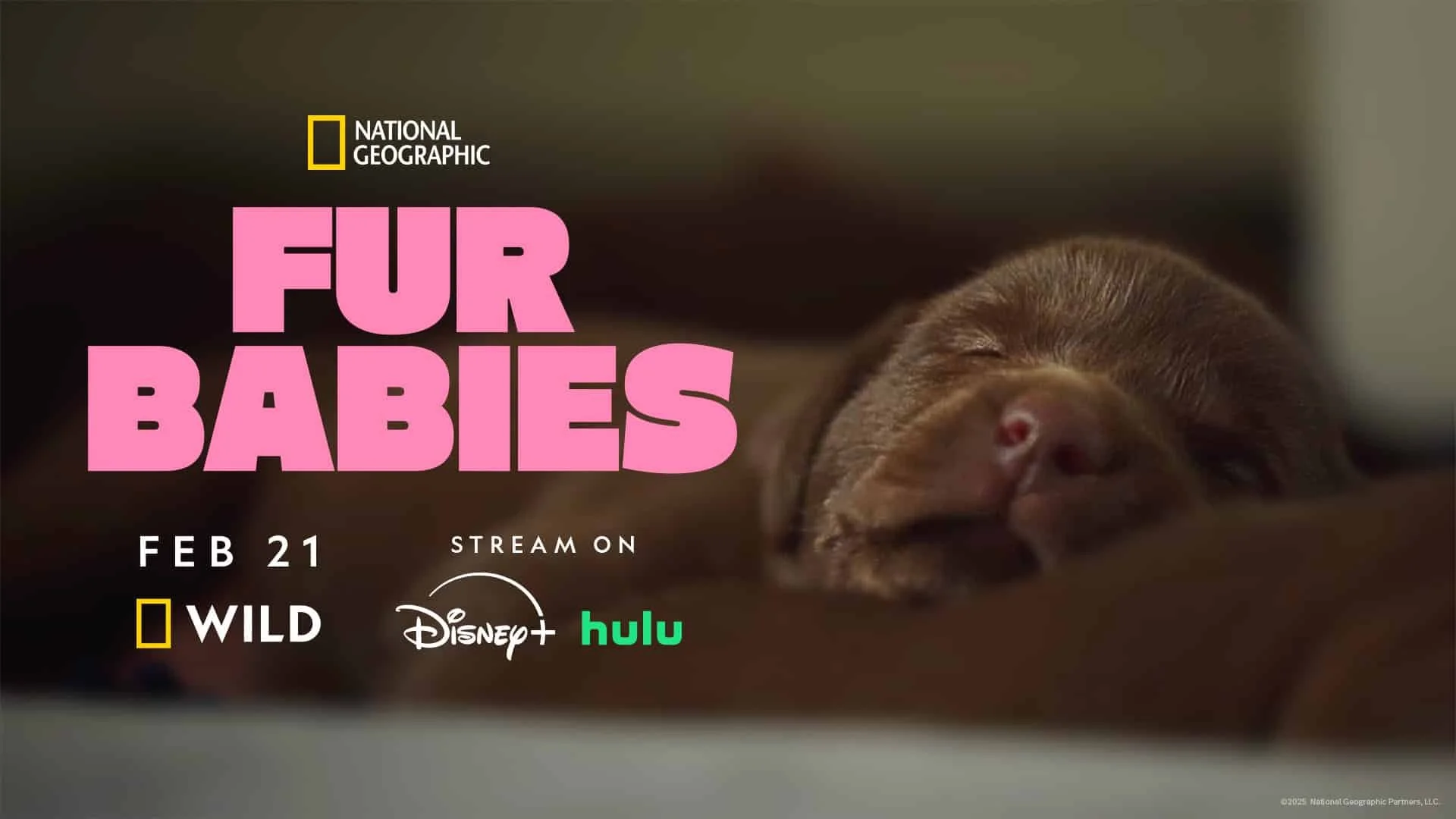 Fur Babies