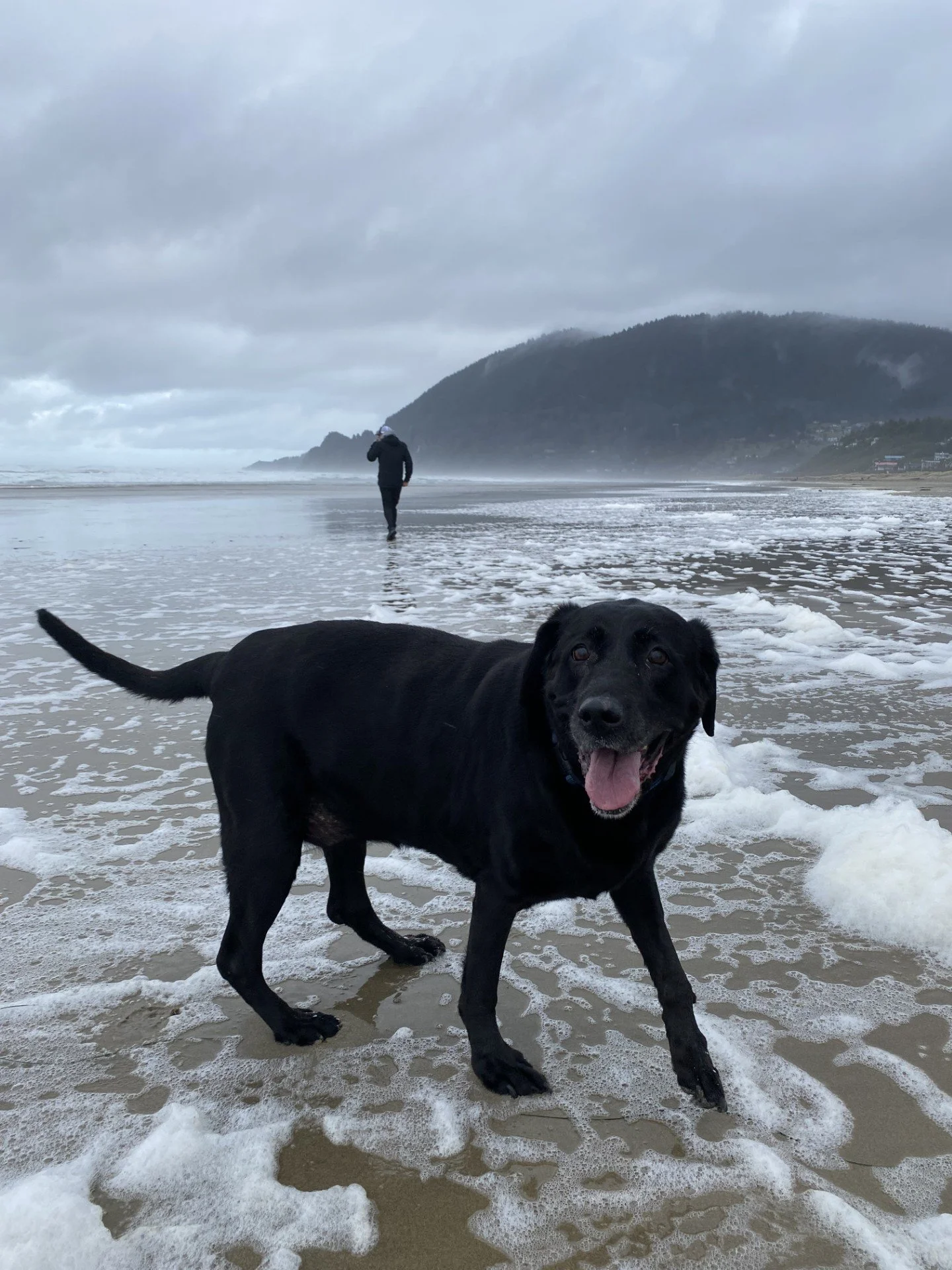 Black dog standing on a beach with foamy waves, person walking in the distance, overcast sky, mountain in the background.