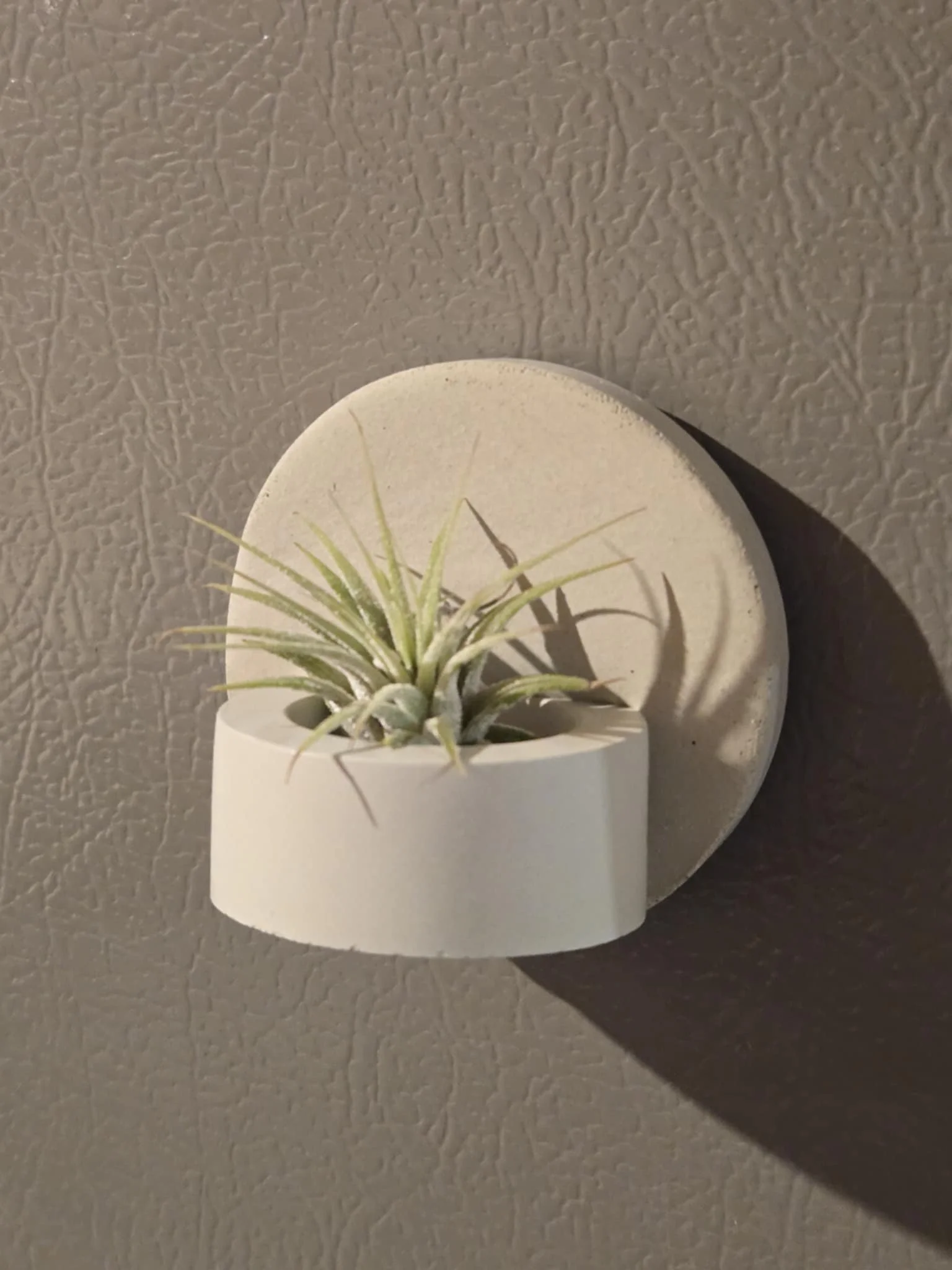 Small potted air plant on a white wall-mounted holder, with a textured gray wall background.
