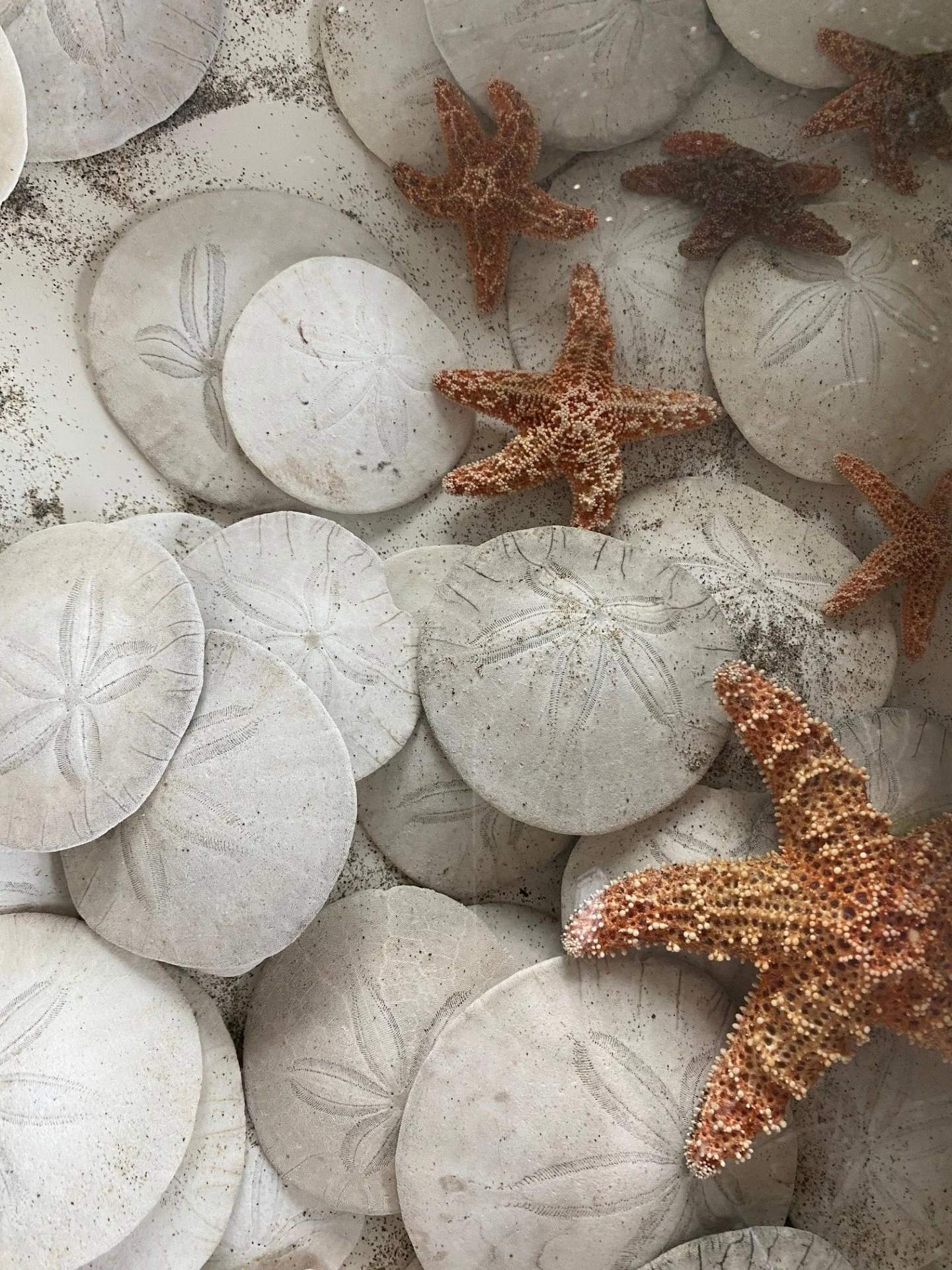Collection of round white stones with starfish placed on top, some stones have engraved leaf patterns.