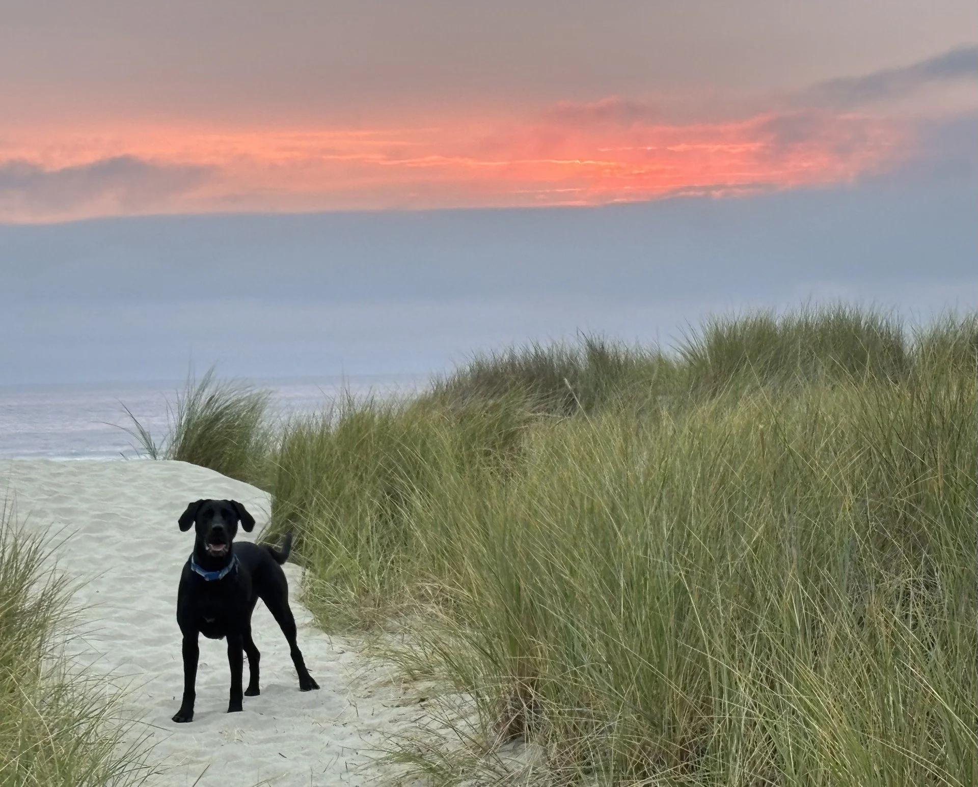A black dog standing on a sandy path surrounded by green beach grass, with a sunset sky in the background over the ocean.