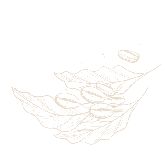 Illustration of coffee beans on a leaf with a single coffee bean floating above.