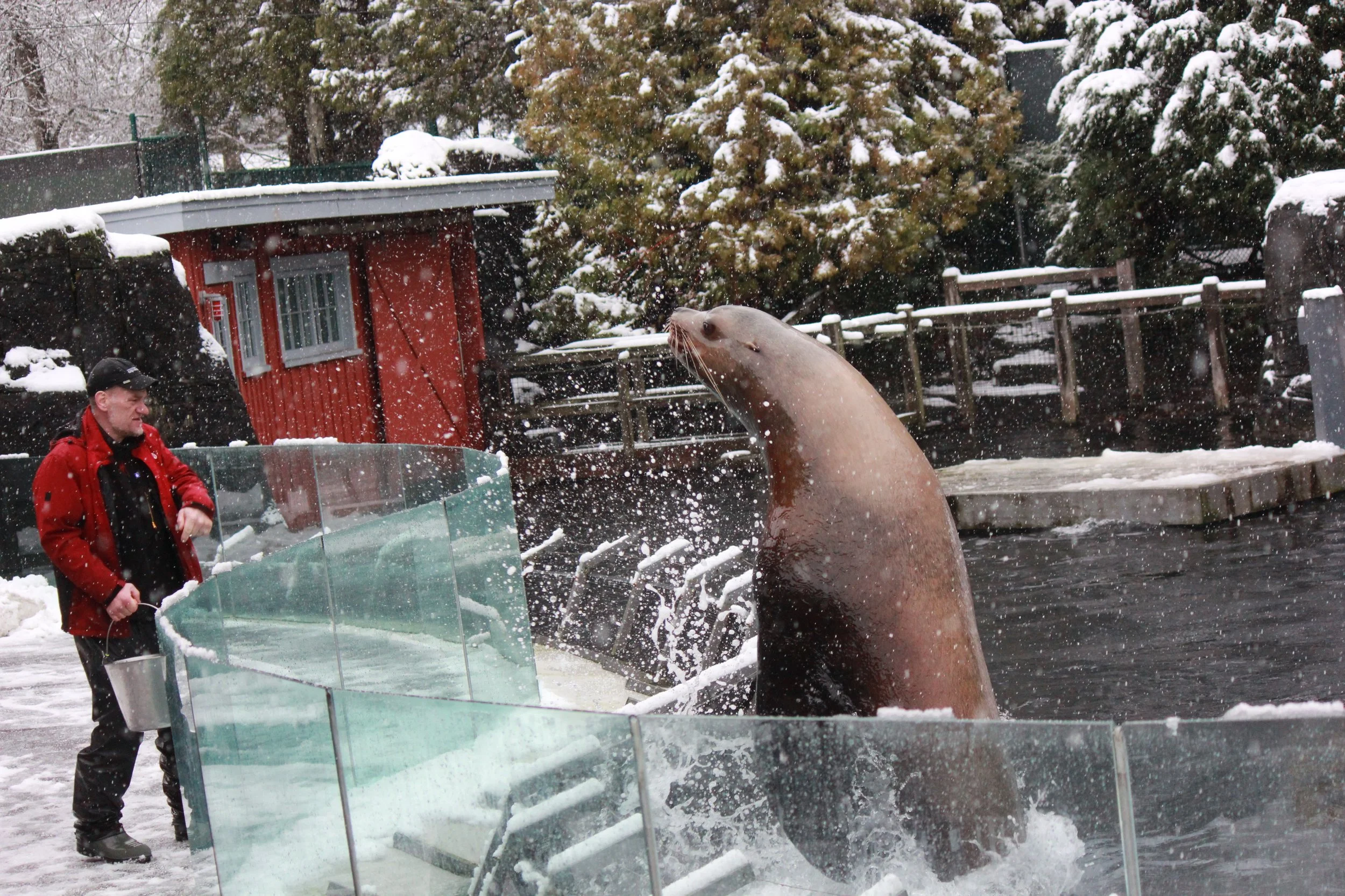 Vancouver Aquarium Visit