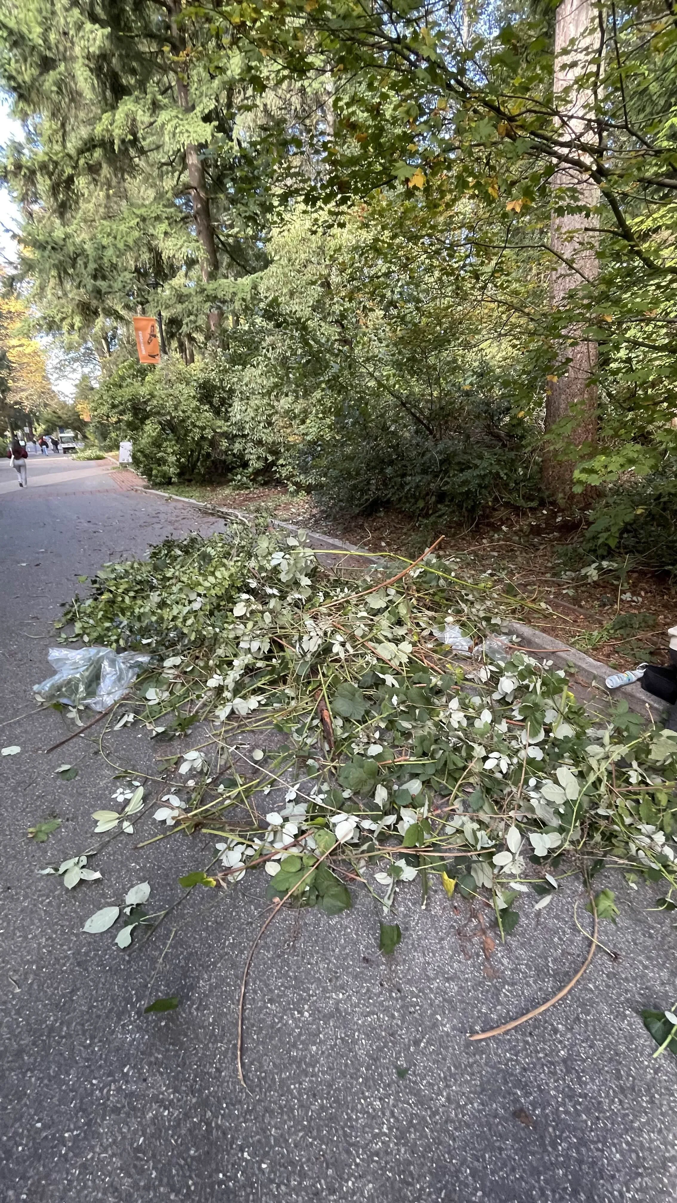 A giant pile of invasive plants pulled from a forest, scattered on the street.
