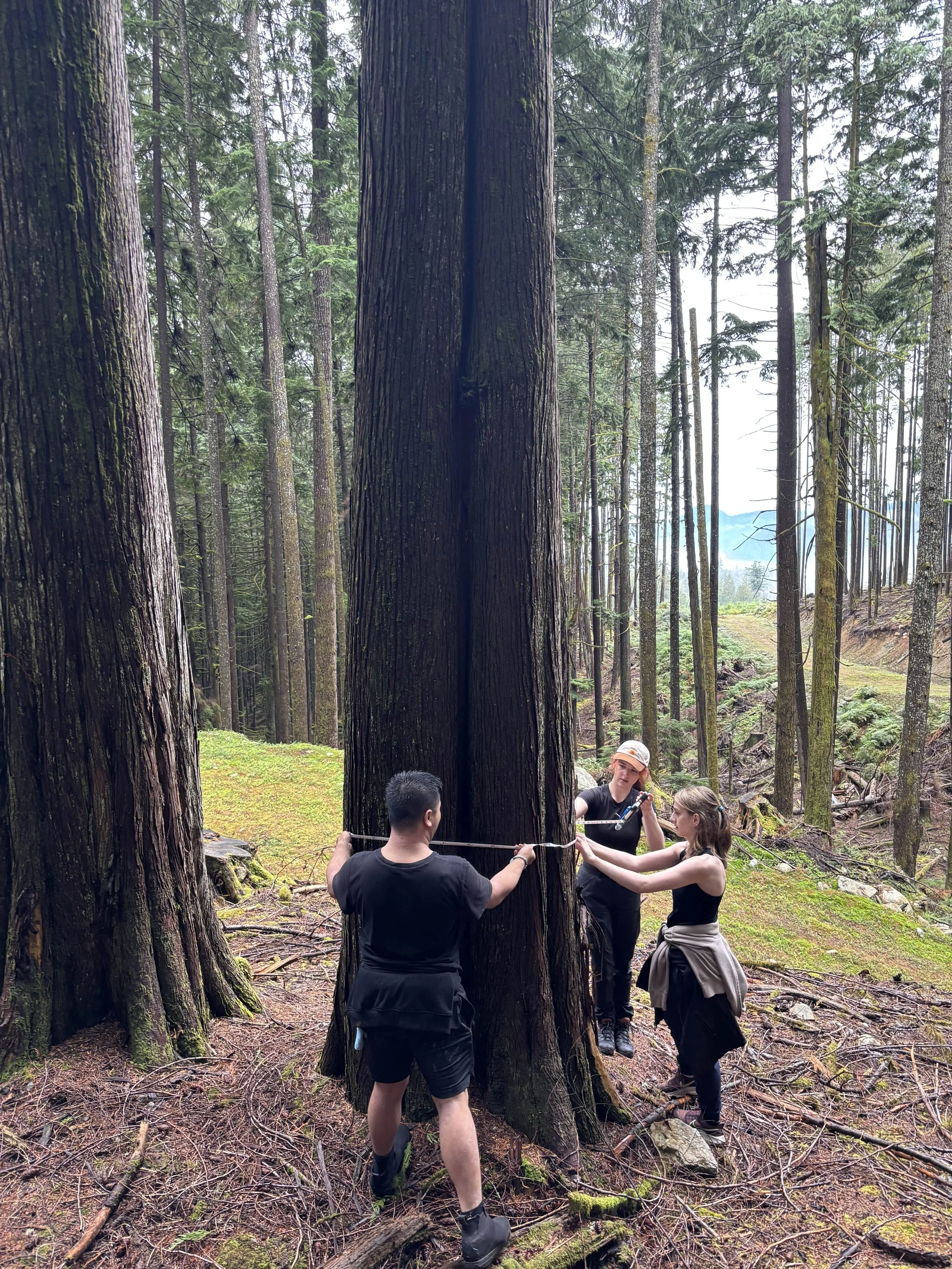 Three people measuring a large old-growth tree trunk in a forest with tall trees and greenery.