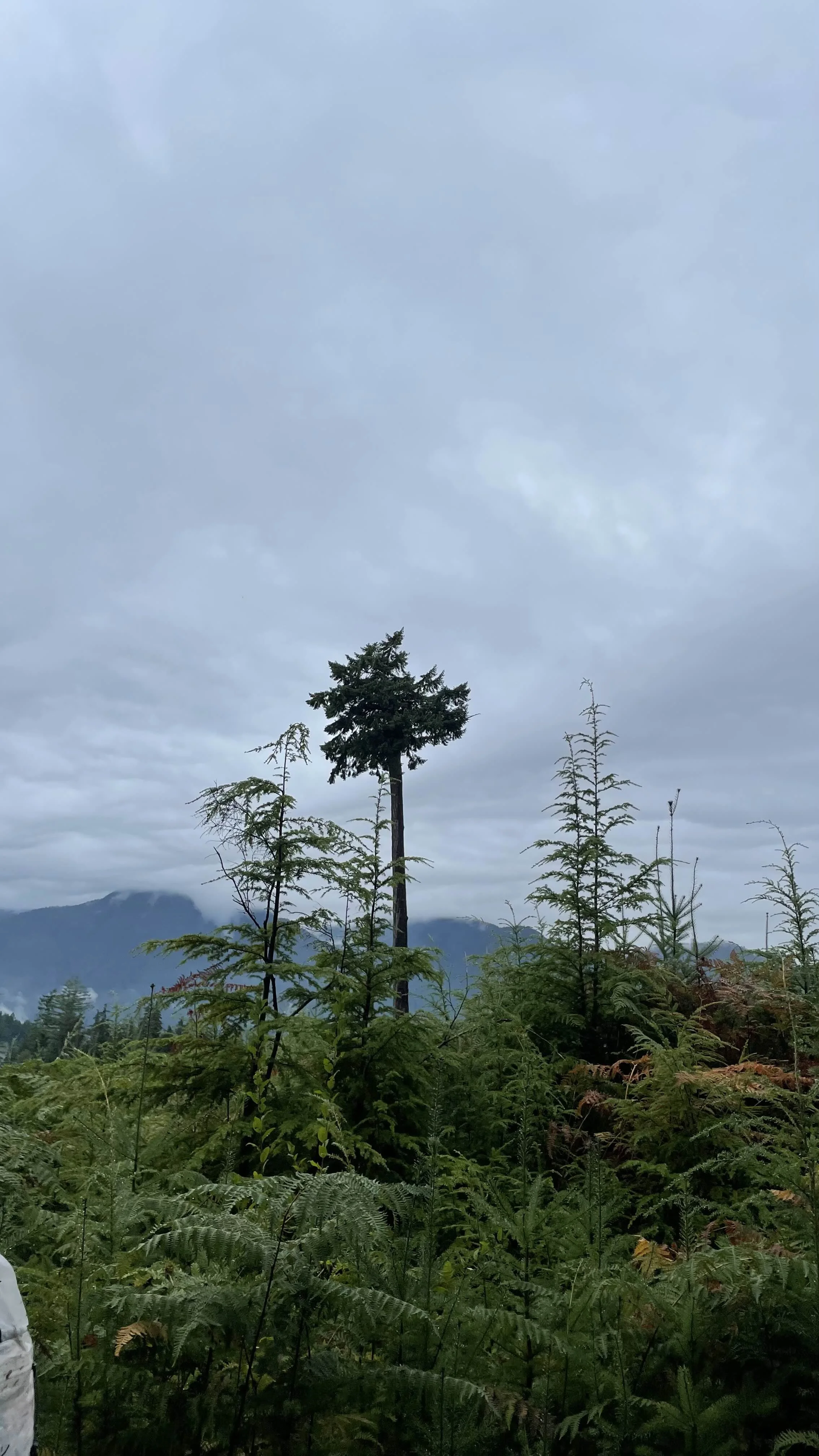 Tall tree standing among smaller trees with mountains and cloudy sky in the background.