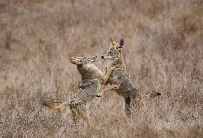 2.Dancing Coyotes.jpg