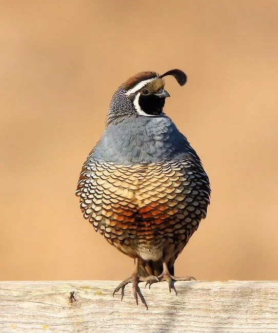 California Quail