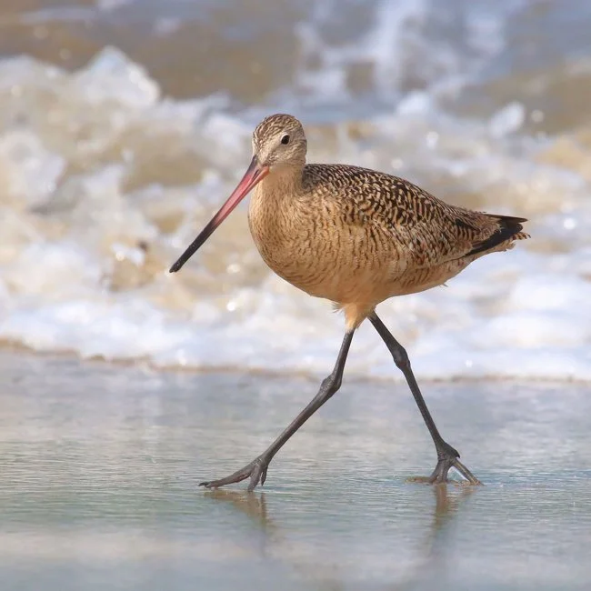 7.Marbled Godwit.jpg