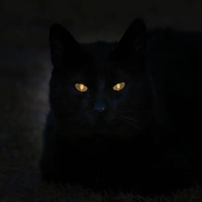 3.Black Cat.jpg