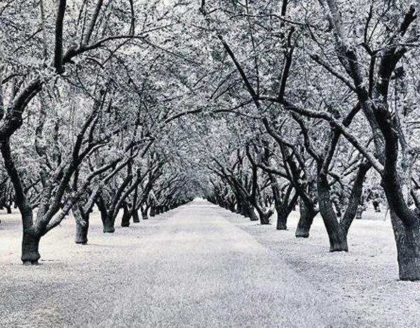 Almond Orchard