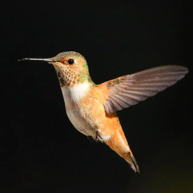 6.Hummingbird.jpg