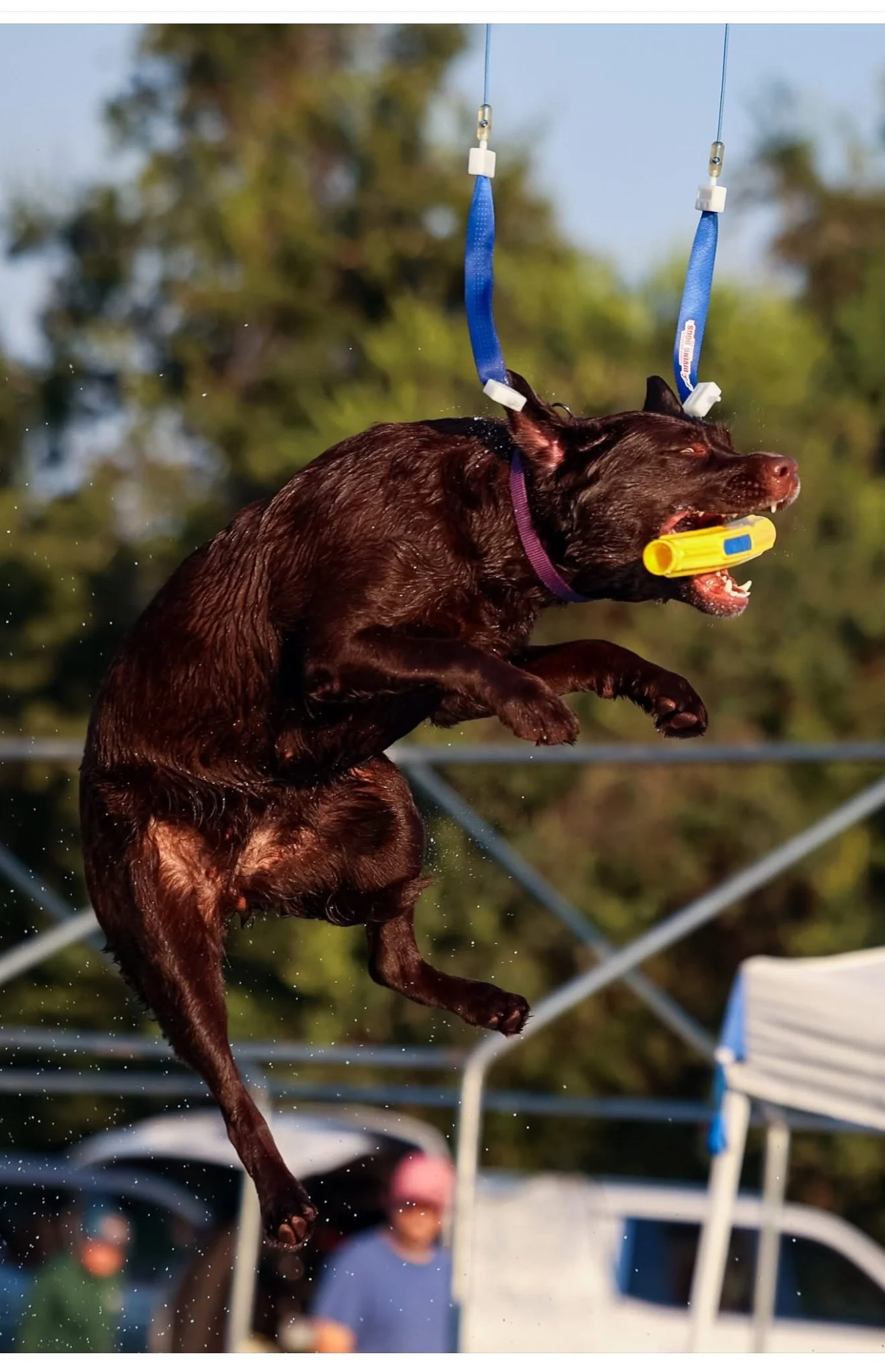 A dog mid-air jumping into water with a yellow toy in its mouth, wearing a purple collar, harness, and a yellow nose float, in an outdoor setting with trees and people in the background.