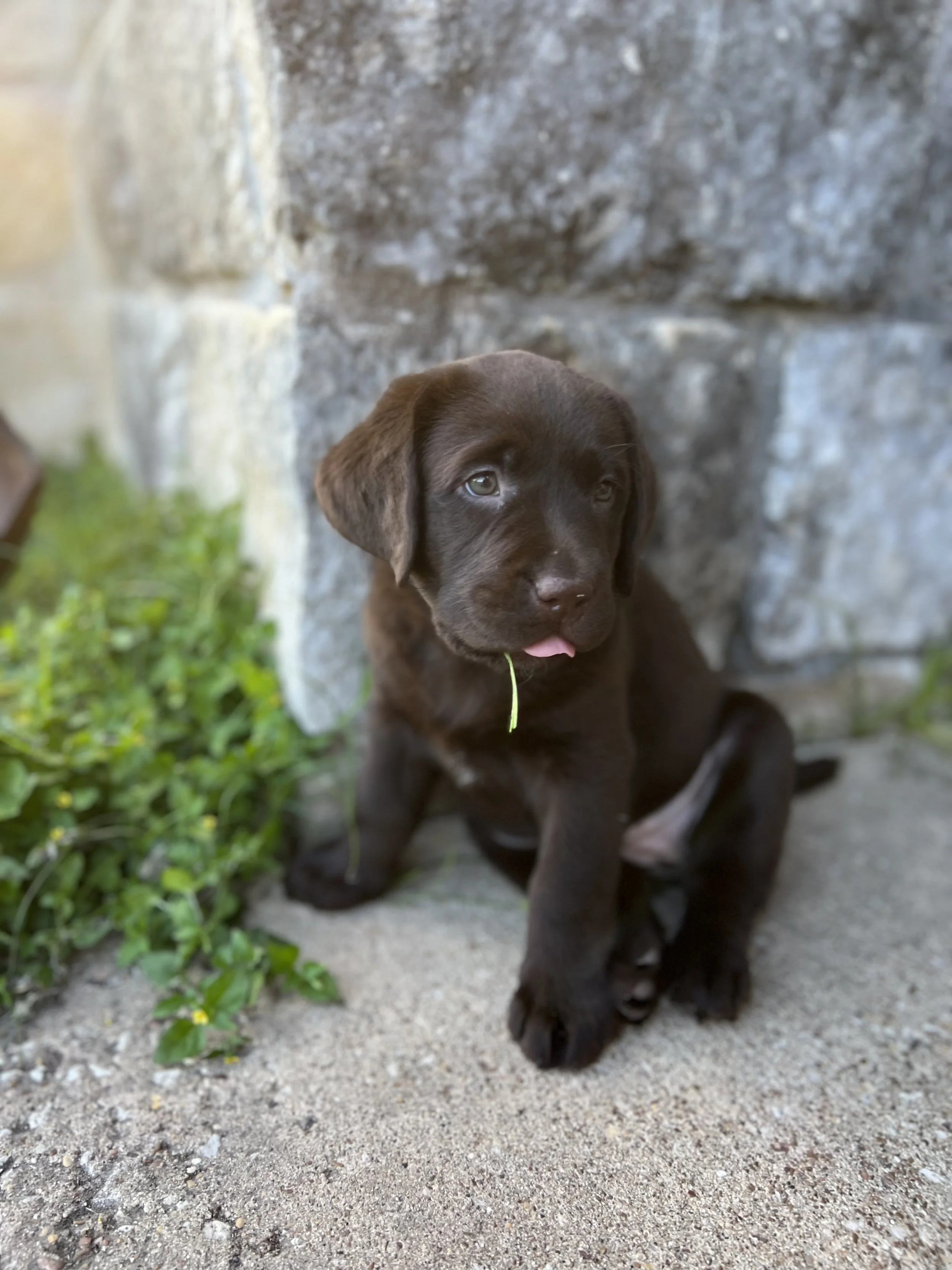 A cute brown puppy sitting on concrete next to a stone wall and greenery, with a small piece of grass hanging from its mouth.