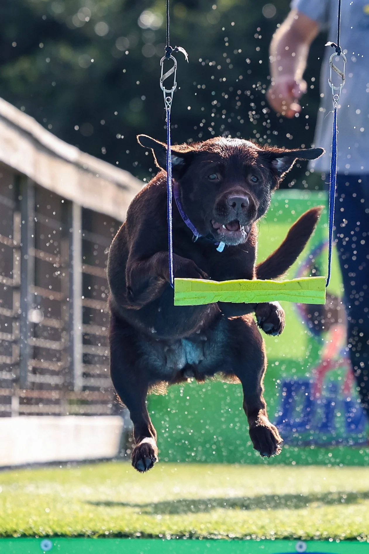 A black dog jumping on a green splash pad with a green swing, water droplets around, and a person's hand in the background.