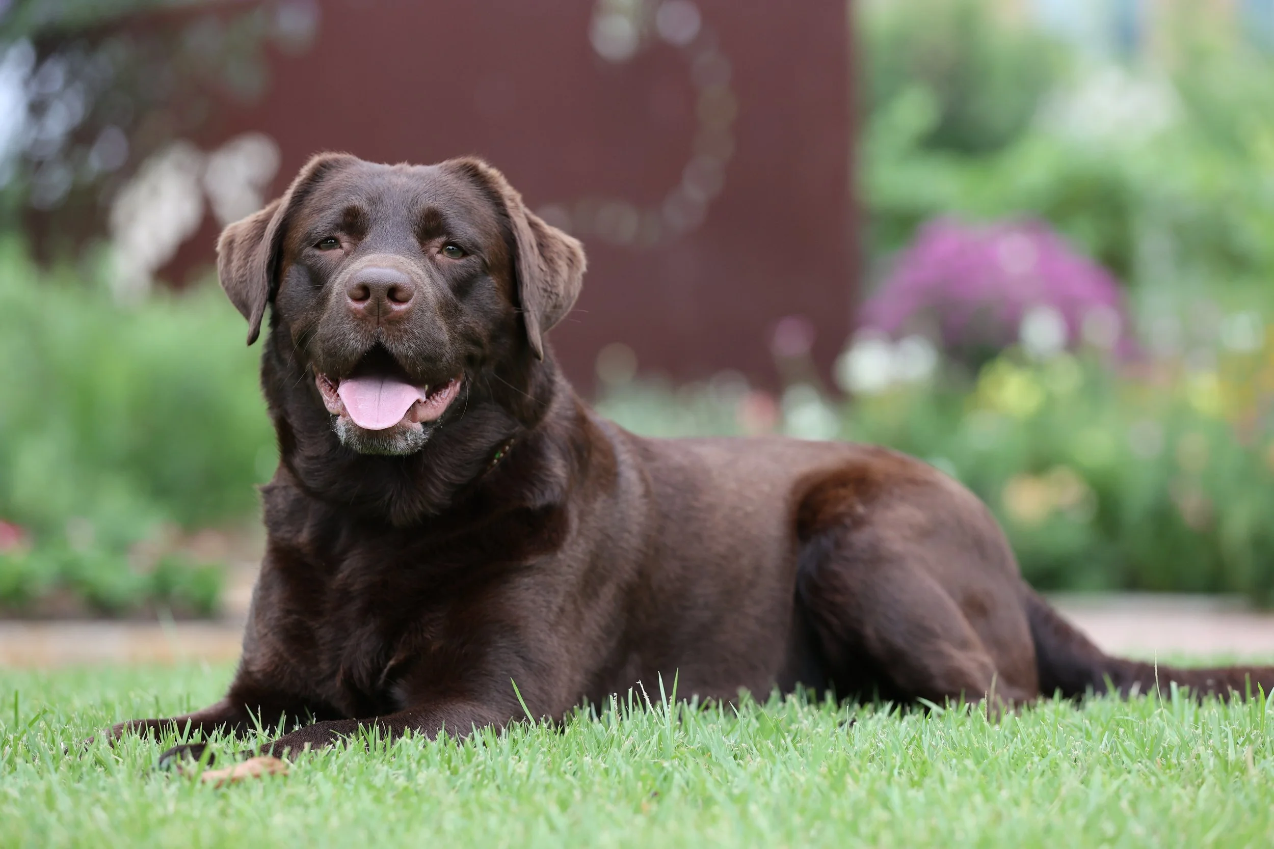 A happy chocolate Labrador retriever lying on green grass with a blurred garden background.