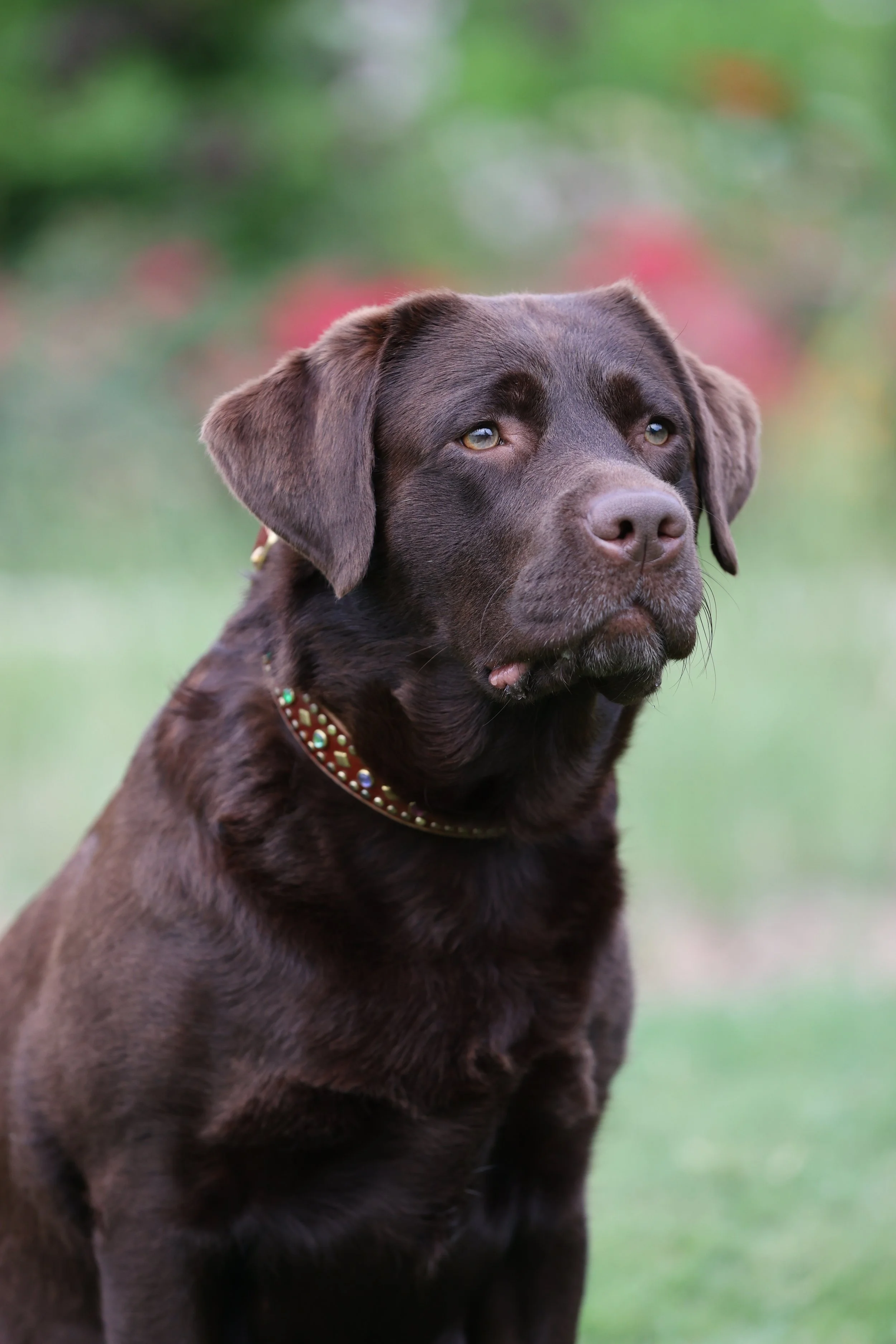 A chocolate Labrador Retriever outdoors with a blurred background of greenery and some red and green foliage.
