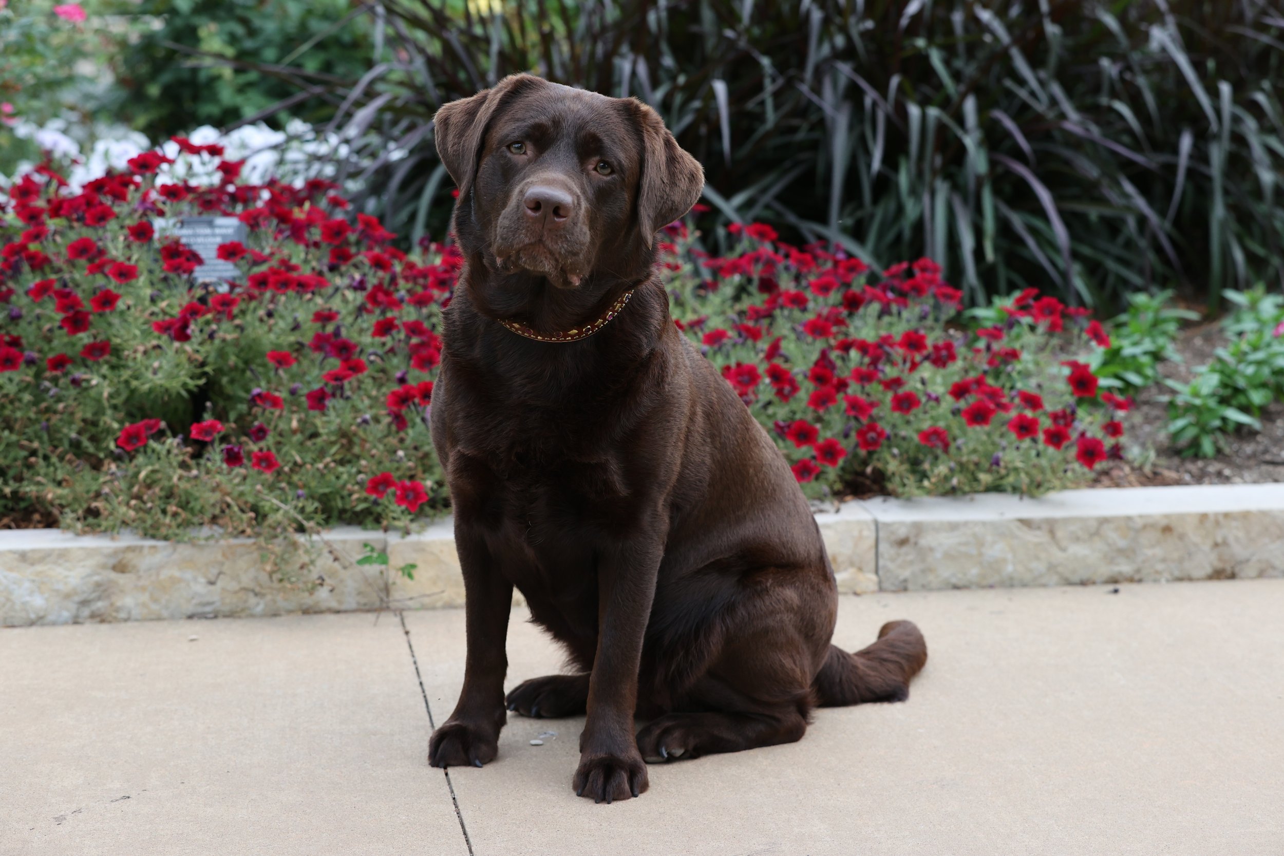A brown Labrador retriever dog sitting on a sidewalk in front of a garden bed with red flowers and green foliage.