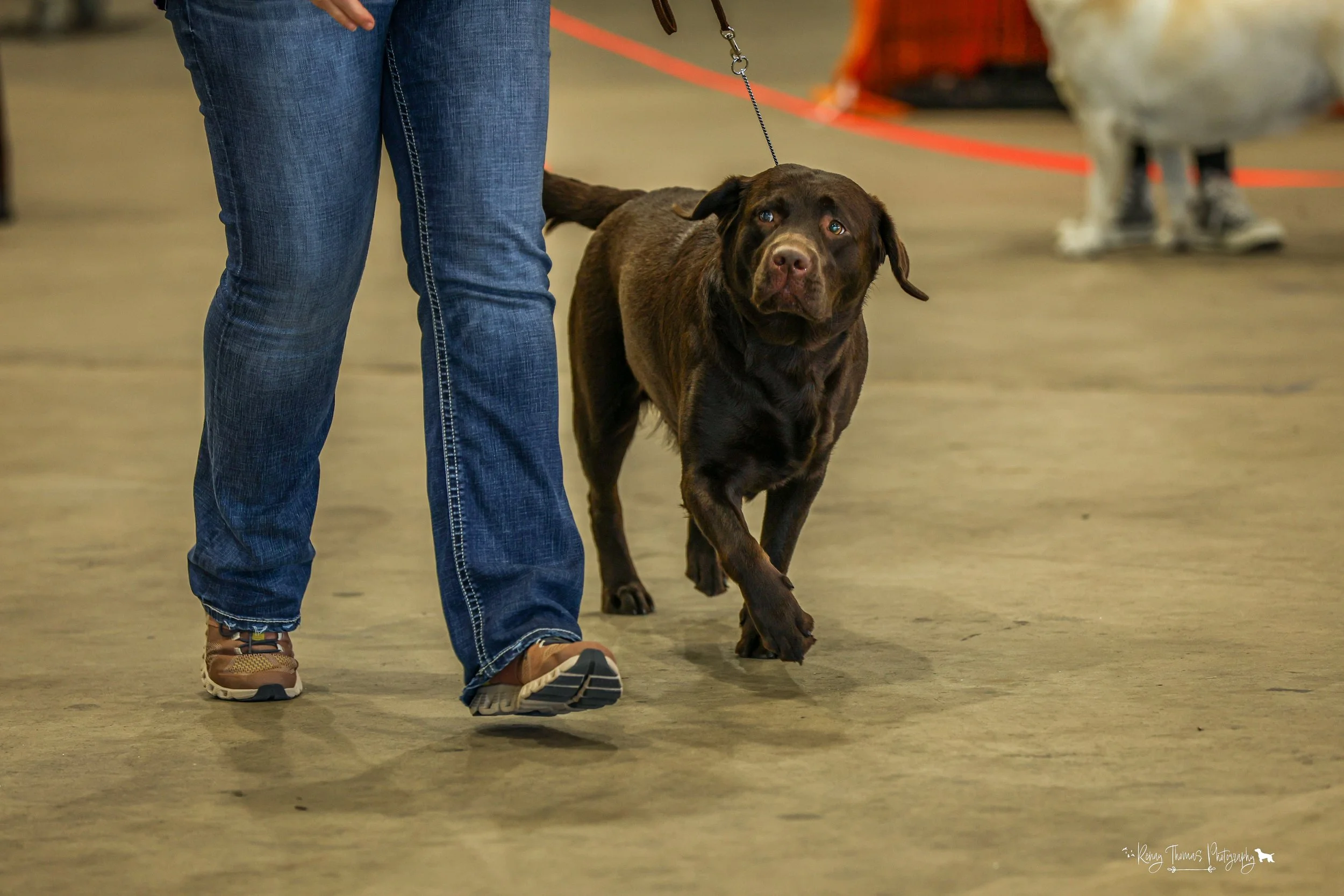 A person walking a chocolate Labrador Retriever on a leash indoors, with another dog in the background.