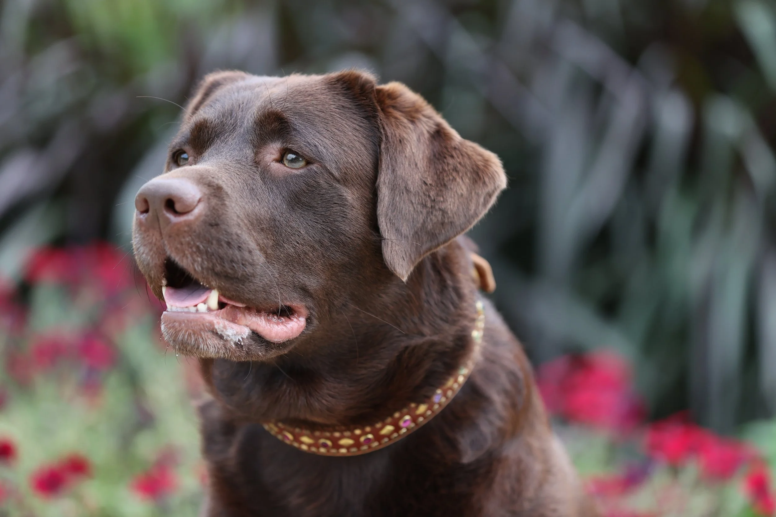 Close-up of a brown Labrador Retriever with a gold collar, looking off to the side with a slightly open mouth, outdoors with red flowers and green foliage in the background.
