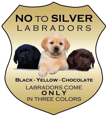 A sign with the message 'No to Silver Labradors.' Features images of three Labrador puppies in black, yellow, and chocolate colors. Text indicates Labradors come in three colors only.