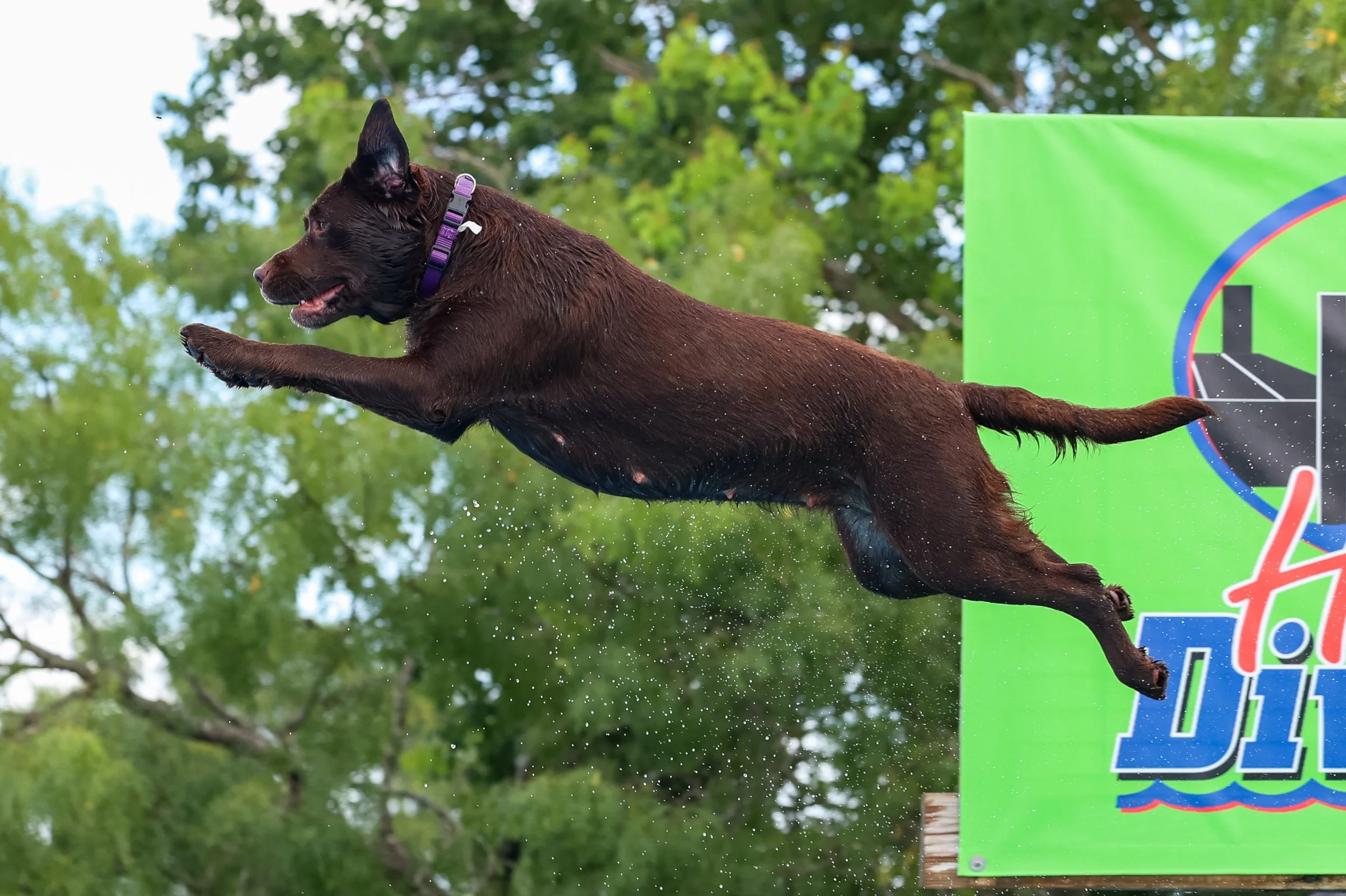 A brown dog wearing a purple collar airborne jumping into a water obstacle at an outdoor dog diving event with green trees in the background and a colorful sign.
