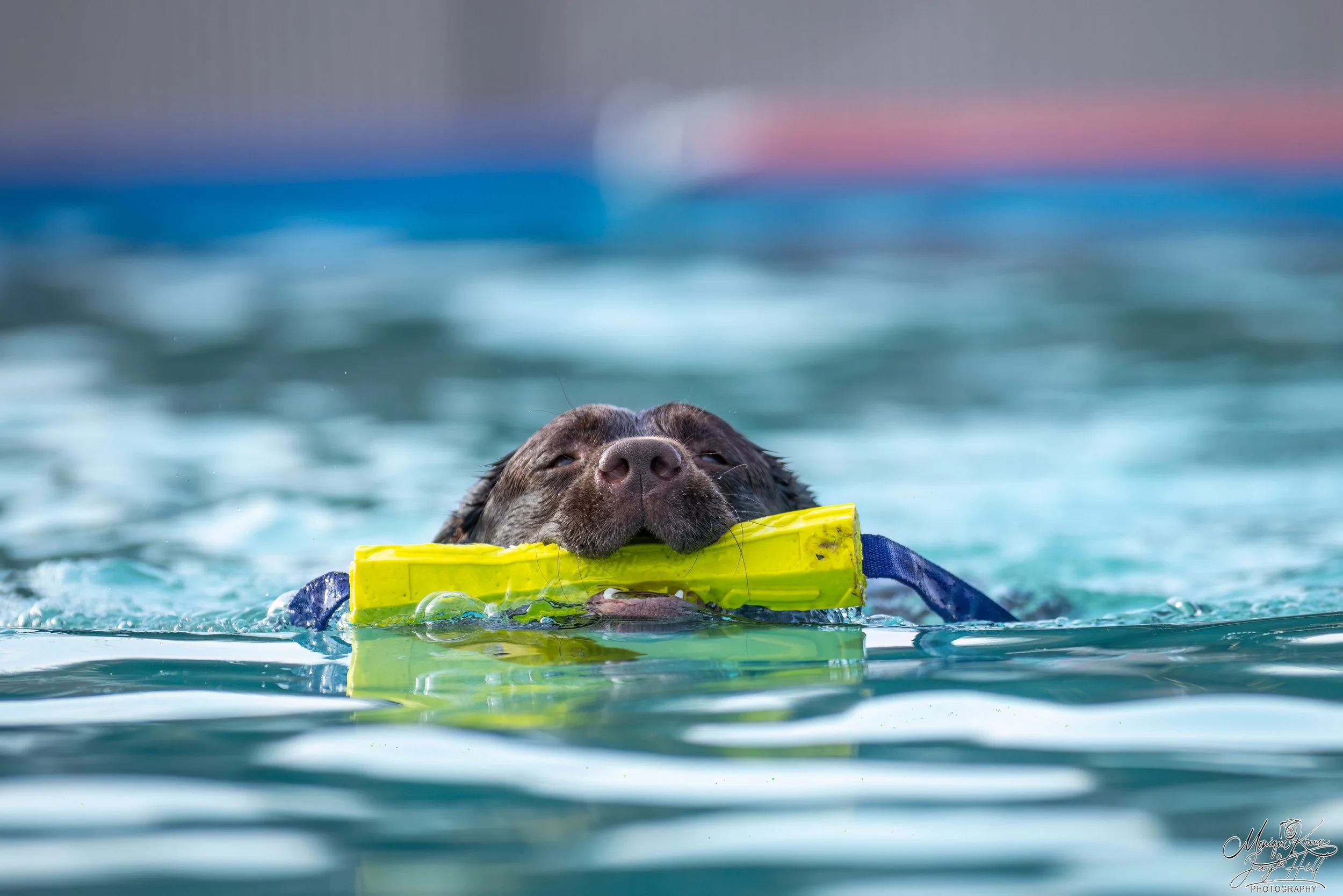 Dog swimming in water with a yellow paddle gently held in its mouth