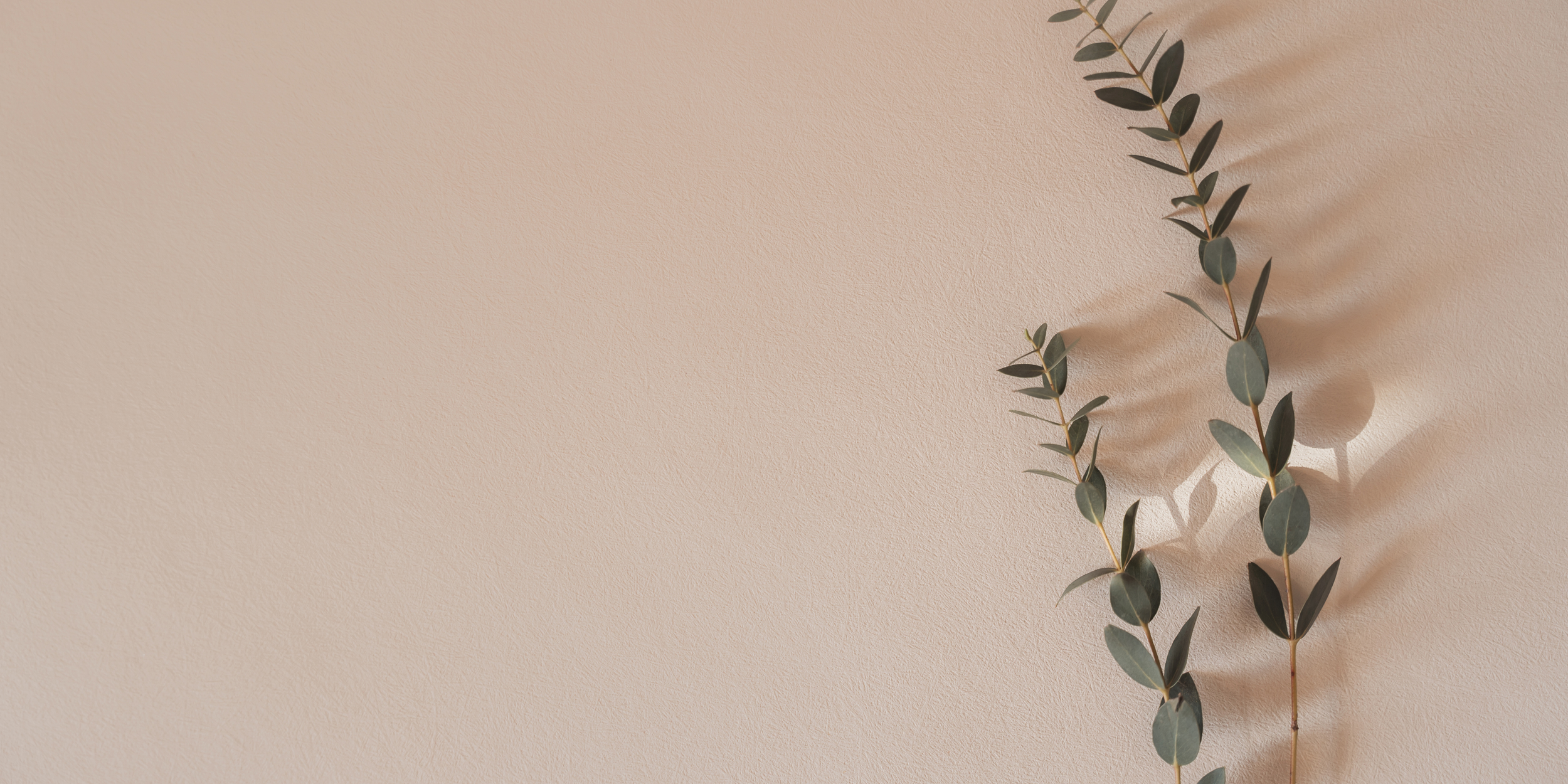 Deux branches de eucalyptus posées sur un mur beige, avec leurs ombres projetées.